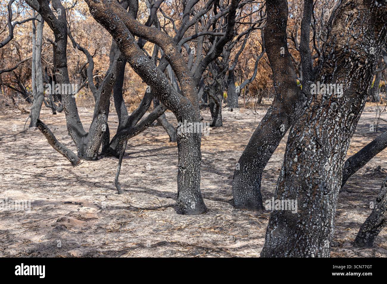 Le piante che si riprendono 17 giorni dopo un incendio nel Bush hanno spazzato attraverso la riserva di conservazione Marri nr Dunsborough il 16/2/2025, zona di Margaret River, Augusta WA Foto Stock