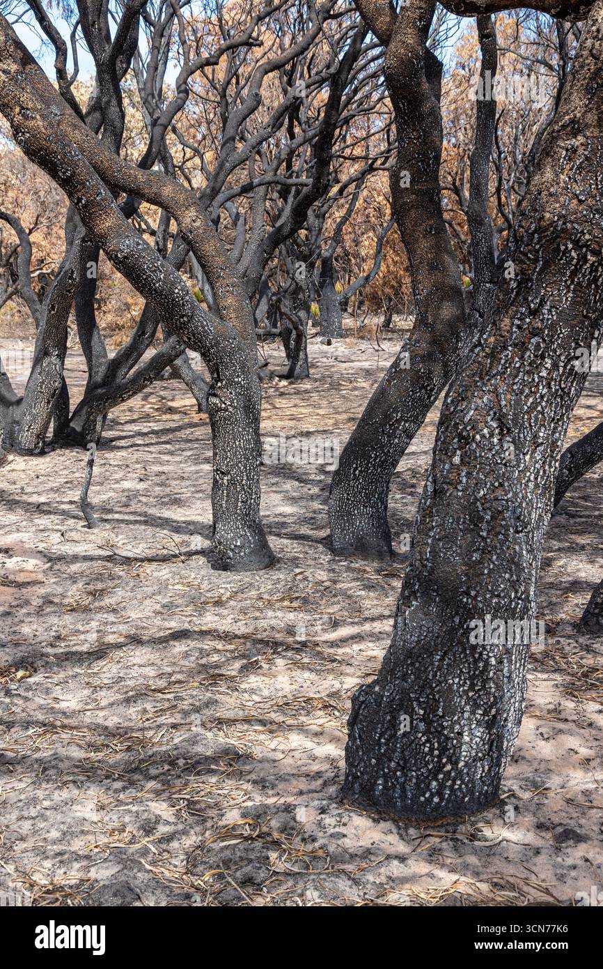 Le piante che si riprendono 17 giorni dopo un incendio nel Bush hanno spazzato attraverso la riserva di conservazione Marri nr Dunsborough il 16/2/2025, zona di Margaret River, Augusta WA Foto Stock