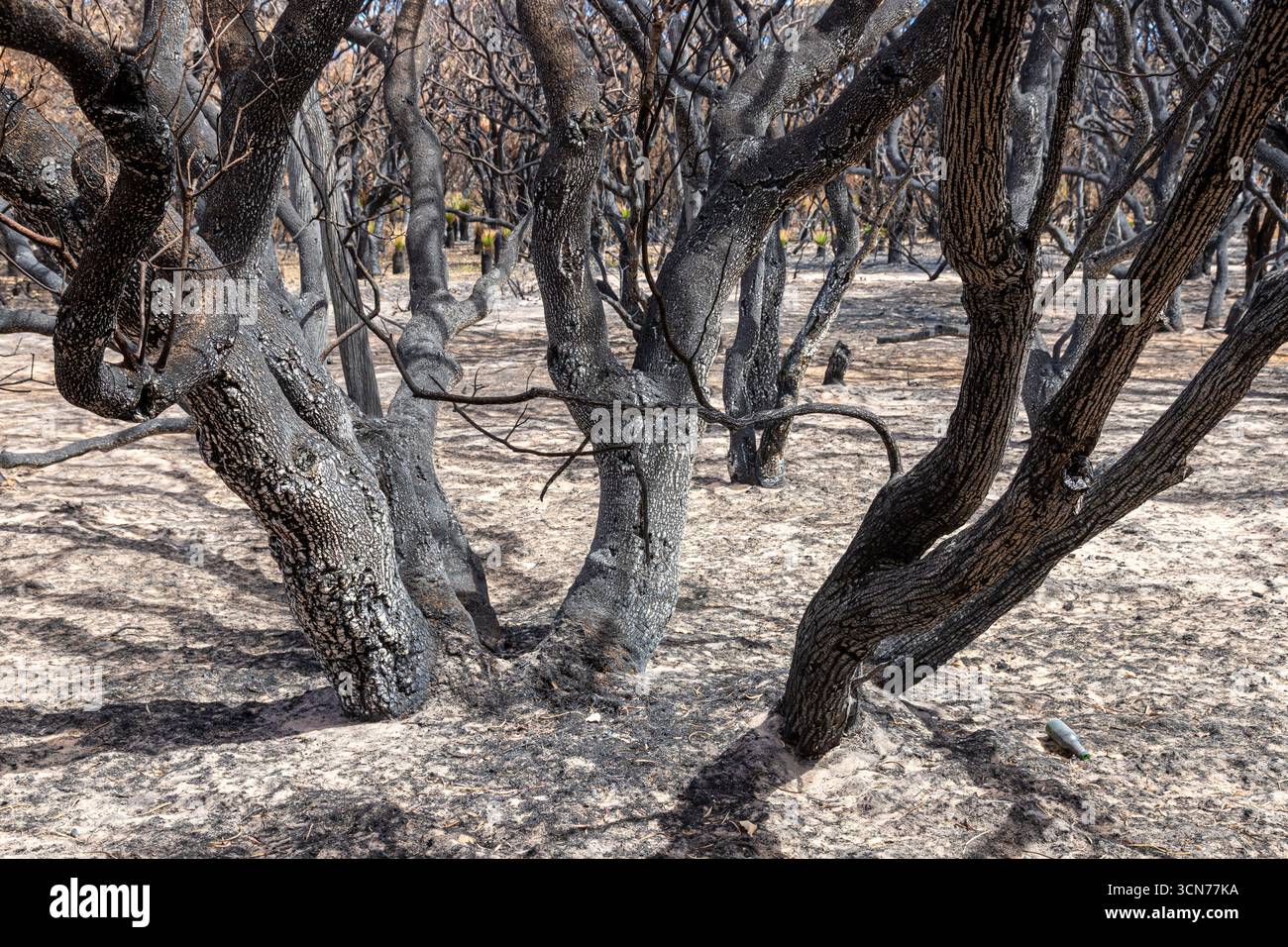Le piante che si riprendono 17 giorni dopo un incendio nel Bush hanno spazzato attraverso la riserva di conservazione Marri nr Dunsborough il 16/2/2025, zona di Margaret River, Augusta WA Foto Stock