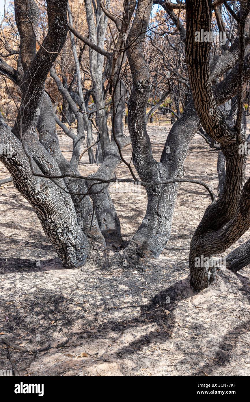 Le piante che si riprendono 17 giorni dopo un incendio nel Bush hanno spazzato attraverso la riserva di conservazione Marri nr Dunsborough il 16/2/2025, zona di Margaret River, Augusta WA Foto Stock