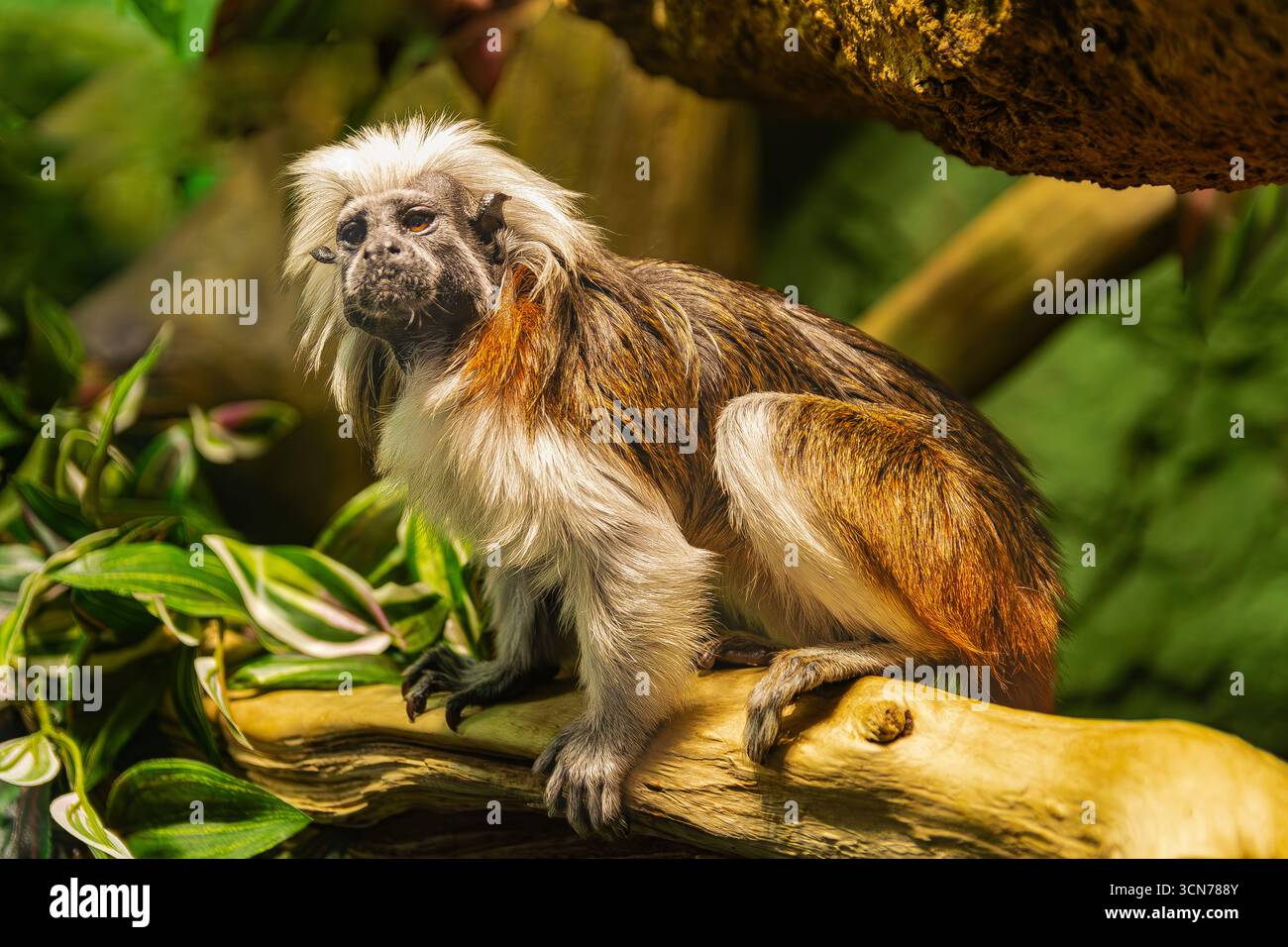 Tamarin (Saguinus edipus), con top in cotone, su un tronco, circondato da vegetazione Foto Stock