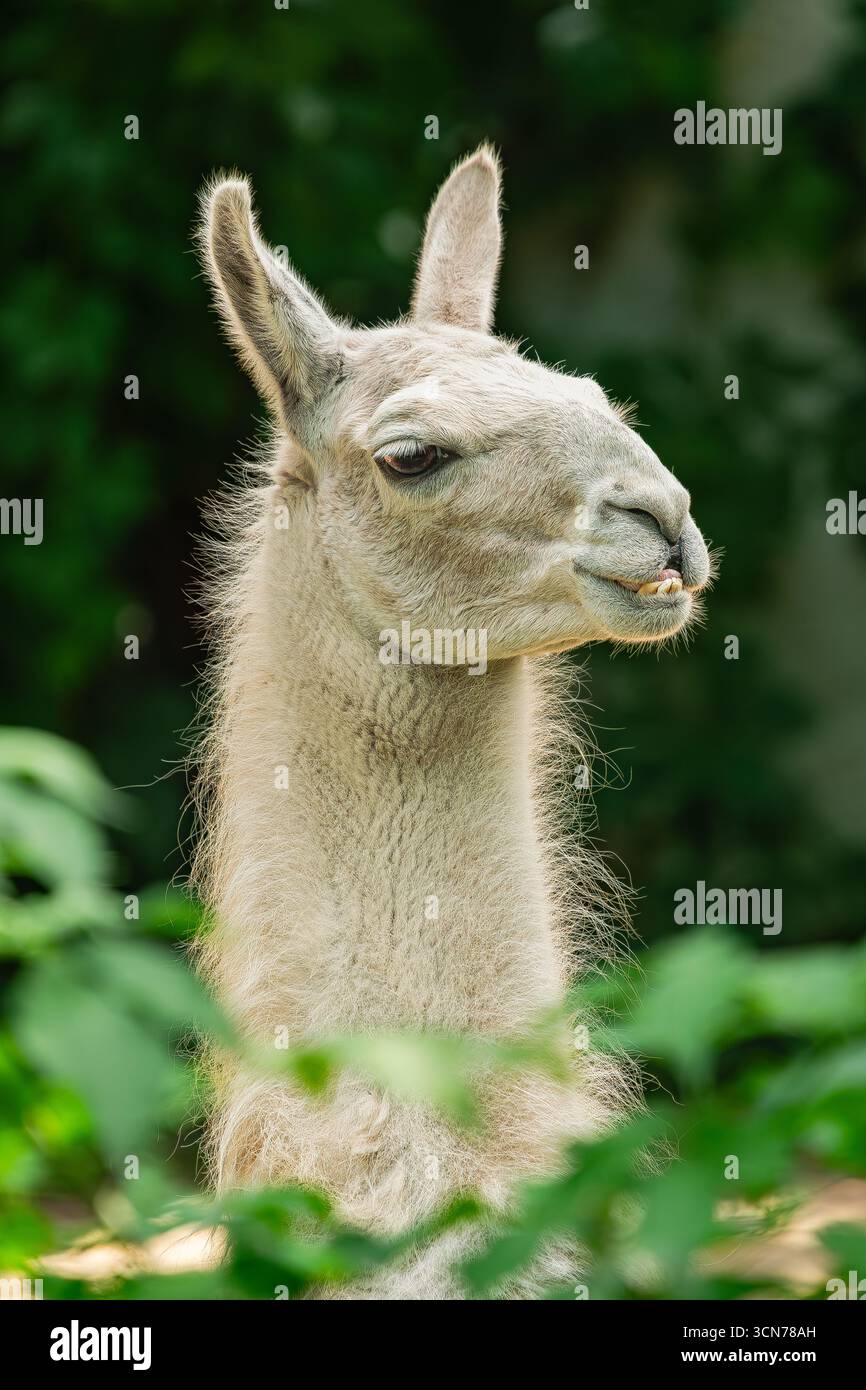Lama, (lama glama), ritratto verticale della testa Foto Stock