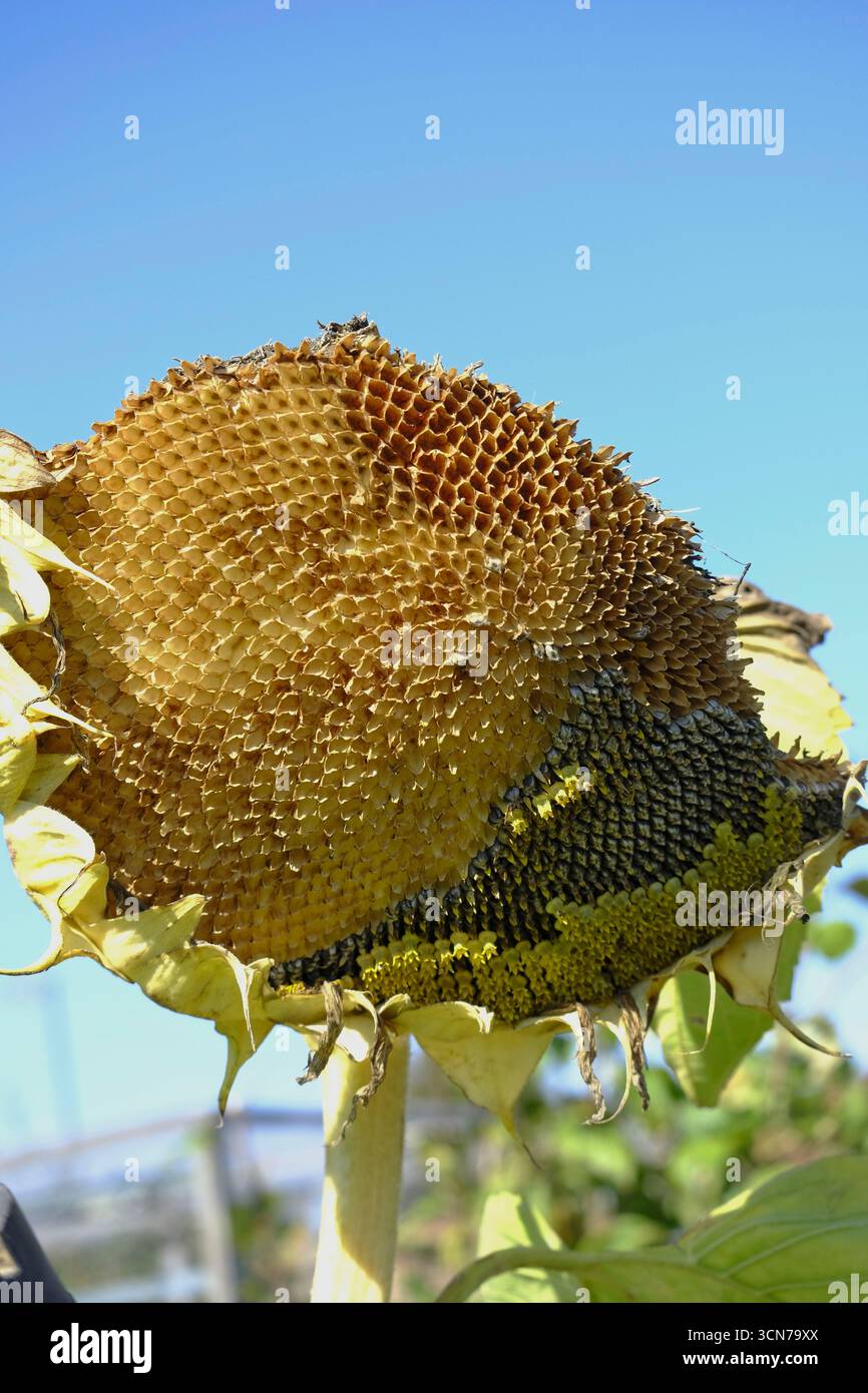 Testa di girasole matura (Helianthus annuus) piena di semi, che fornisce cibo naturale agli uccelli da giardino, sotto un cielo azzurro e limpido Foto Stock