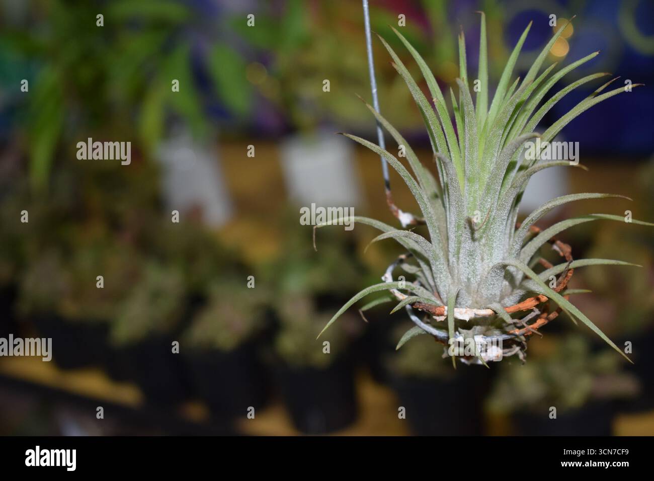 Air Plant Photography – immagini uniche dell'impianto di Tillandsia in vendita Foto Stock