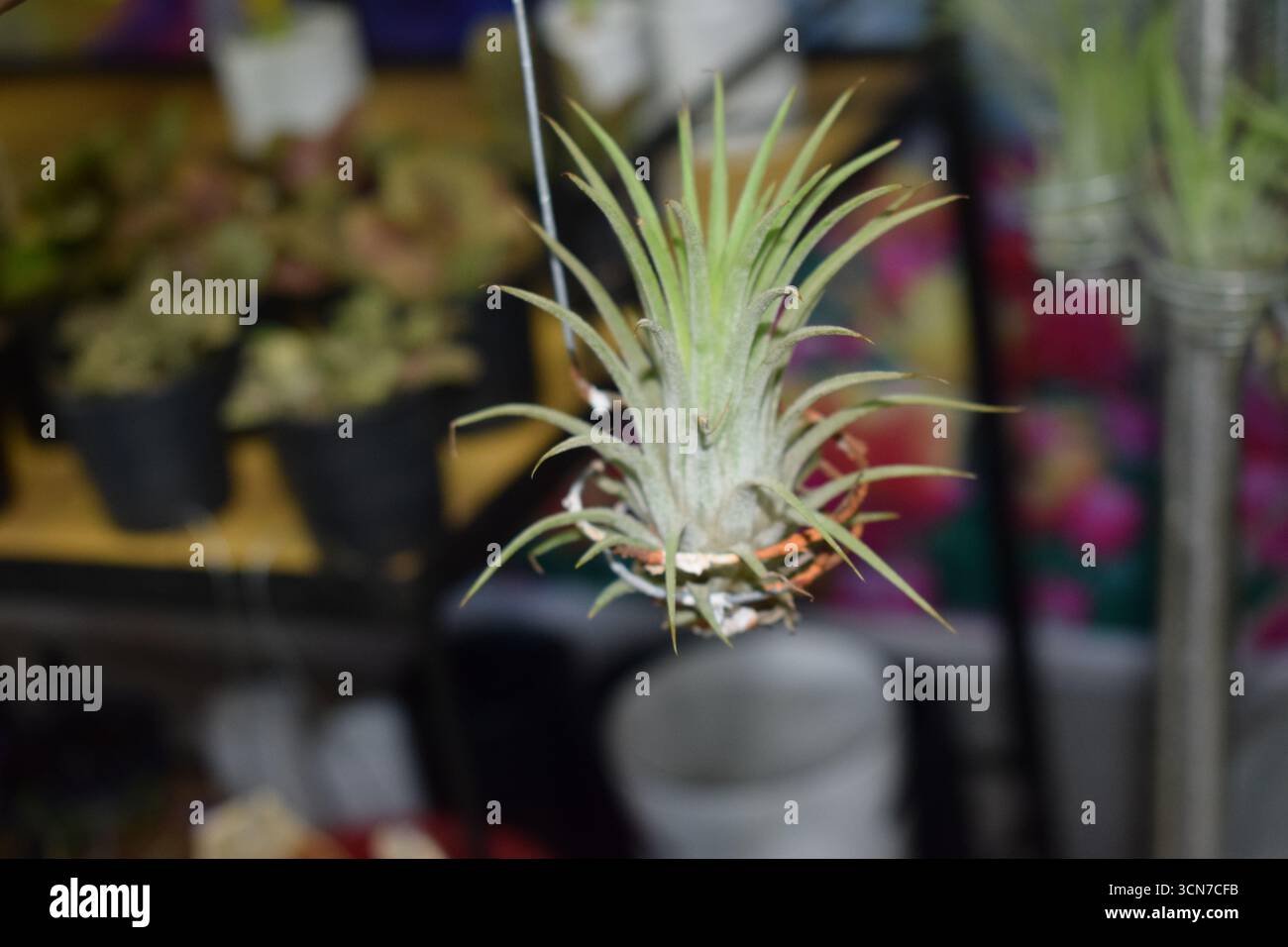 Air Plant Photography – immagini uniche dell'impianto di Tillandsia in vendita Foto Stock