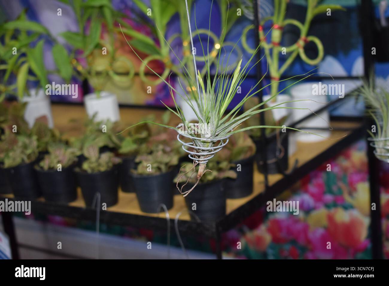 Air Plant Photography – immagini uniche dell'impianto di Tillandsia in vendita Foto Stock