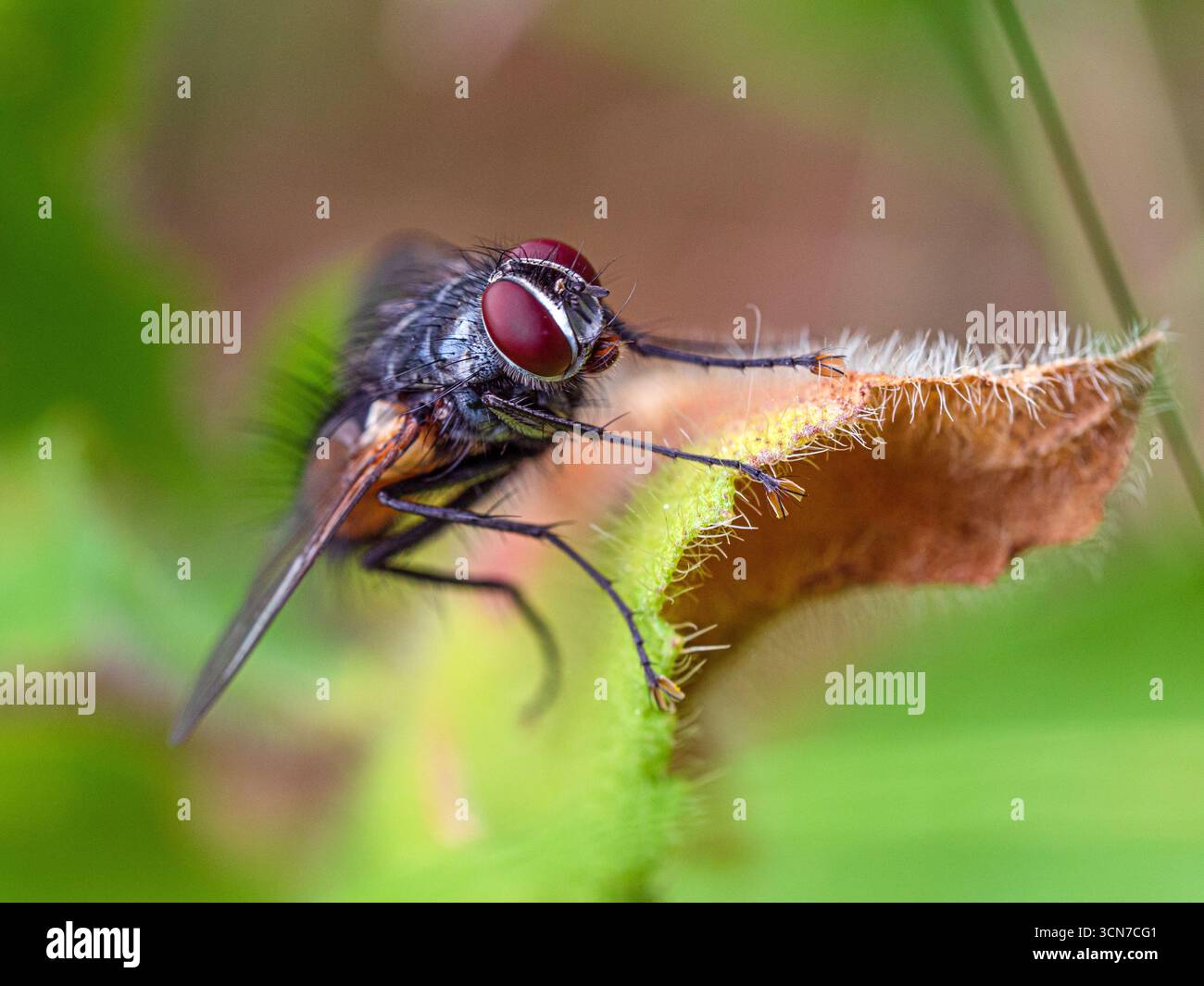 Una mosca è su una foglia. La mosca è nera e rossa. La foglia è verde. La mosca sta guardando la telecamera Foto Stock