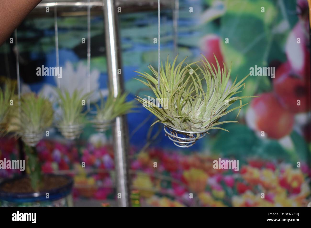 Air Plant Photography – immagini uniche dell'impianto di Tillandsia in vendita Foto Stock