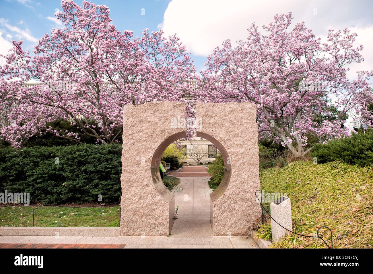 Moongate Garden Saucer Magnolias Enid A Haupt Garden Washington DC // WASHINGTON DC - Un cancello lunare in granito, un elemento tradizionale da giardino cinese, è incorniciato da alberi di magnolia in fiore nel Moongate Garden dello Smithsonian. La suggestiva primavera rosa si contrappone alla struttura in pietra, situata tra le gallerie Freer e Sackler. Questa caratteristica architettonica esemplifica l'integrazione del giardino dei principi del design asiatico con la flora stagionale della regione del Medio Atlantico. Foto Stock