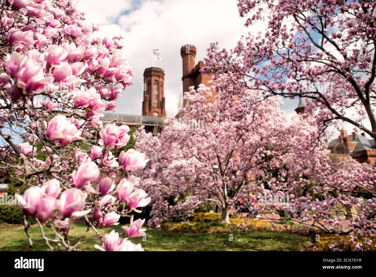 Piattino Magnolias Enid A Haupt Garden Washington DC Stati Uniti // WASHINGTON DC — Saucer Magnolias (Magnolia x soulangeana) fioriscono nel Enid A. Haupt Garden, situato di fronte al Castello Smithsonian. Questo giardino in stile vittoriano offre un ambiente formale per questi alberi ornamentali in fiore. Le magnolie sono una componente chiave dell'esposizione primaverile del giardino, che completa il suo design paesaggistico meticolosamente mantenuto. Lo Smithsonian Castle, un importante punto di riferimento nel National Mall, ospita molti dei musei e centri di ricerca dello Smithsonian Institution. Il giardino Enid A. Haupt è kno Foto Stock