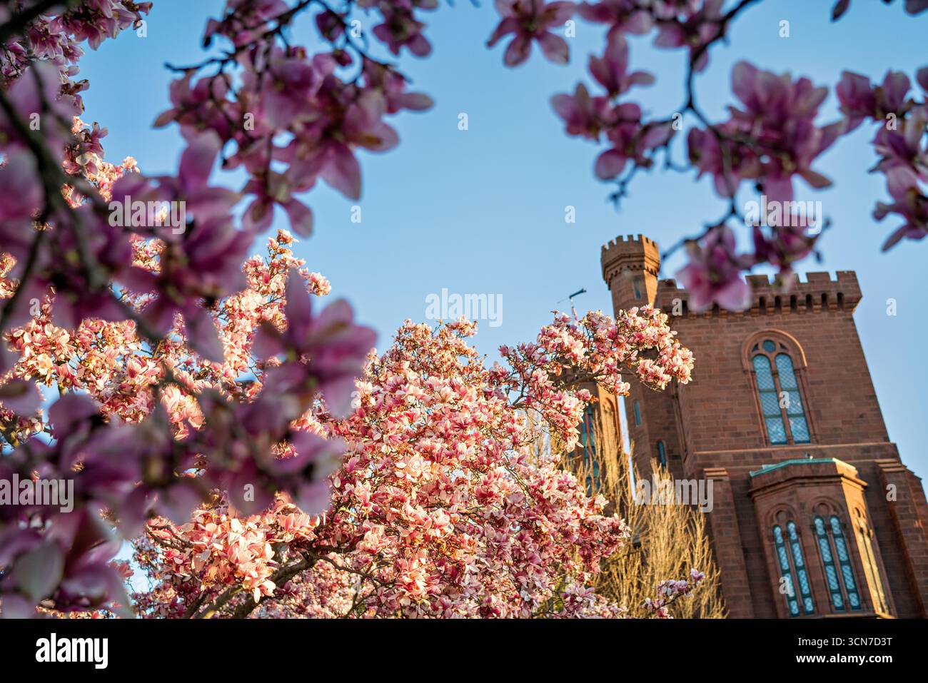 Piattino Magnolias Enid A Haupt Garden Smithsonian Castle Washington DC Stati Uniti // WASHINGTON DC — Saucer Magnolias (Magnolia x soulangeana) fioriscono nel giardino Enid A. Haupt, situato di fronte al castello Smithsonian. Questo giardino in stile vittoriano offre un ambiente formale per questi alberi ornamentali in fiore. Le magnolie contribuiscono all'esposizione primaverile del giardino, completando il suo design paesaggistico curato con cura. L'Enid A. Haupt Garden fa parte dei terreni dello Smithsonian Institution. Foto Stock