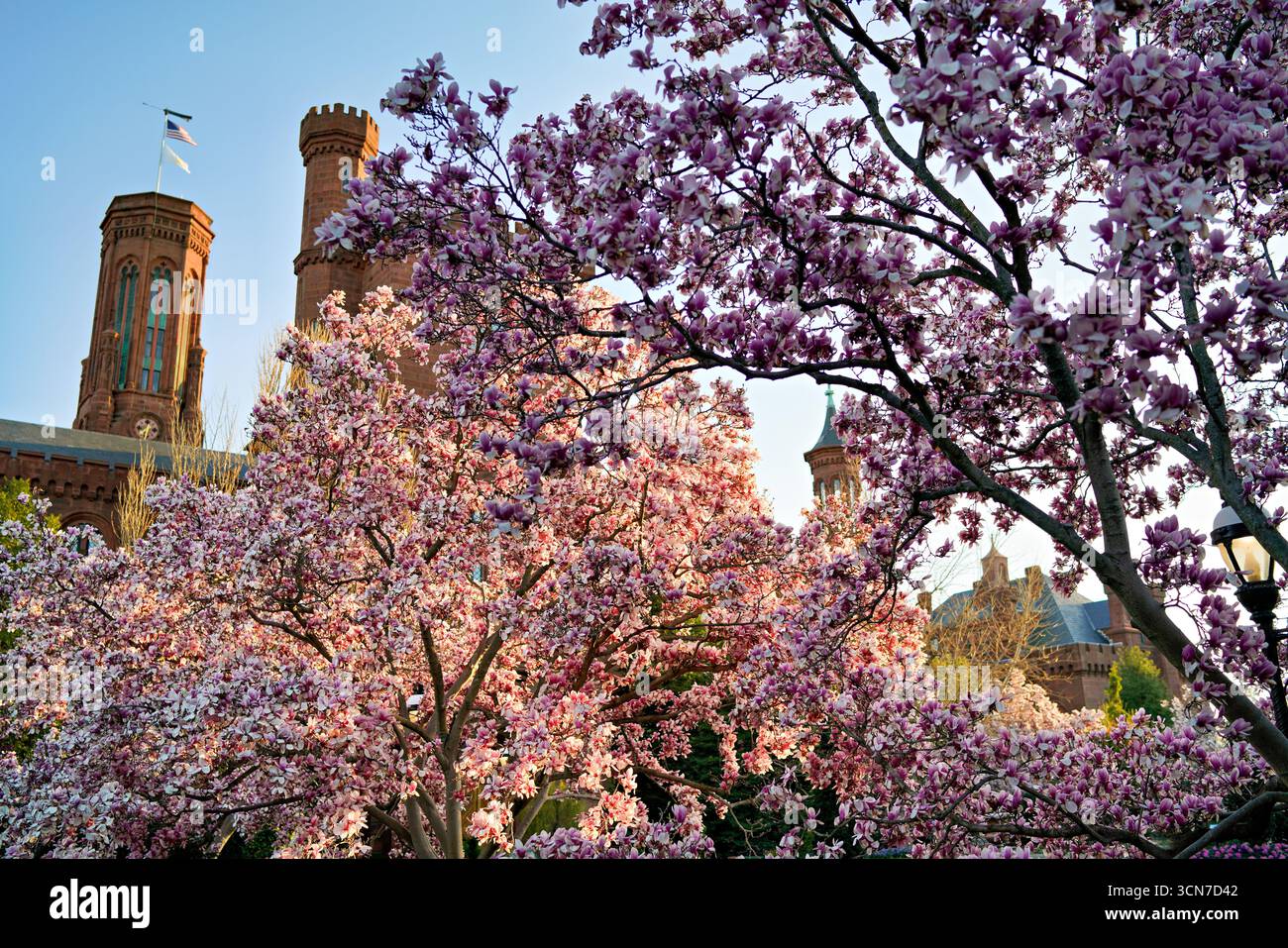 Piattino Magnolias Enid A Haupt Garden Washington DC Stati Uniti // WASHINGTON DC — Saucer Magnolias (Magnolia x soulangeana) fioriscono nel Enid A. Haupt Garden, situato di fronte al Castello Smithsonian. Questo giardino in stile vittoriano offre un ambiente formale per gli alberi ornamentali in fiore. Le magnolie contribuiscono all'esposizione primaverile del giardino, completando il suo design paesaggistico curato con cura. Lo Smithsonian Castle, ufficialmente noto come Smithsonian Institution Building, è un monumento storico nazionale e l'edificio più antico del National Mall. Il giardino Enid A. Haupt è un Foto Stock