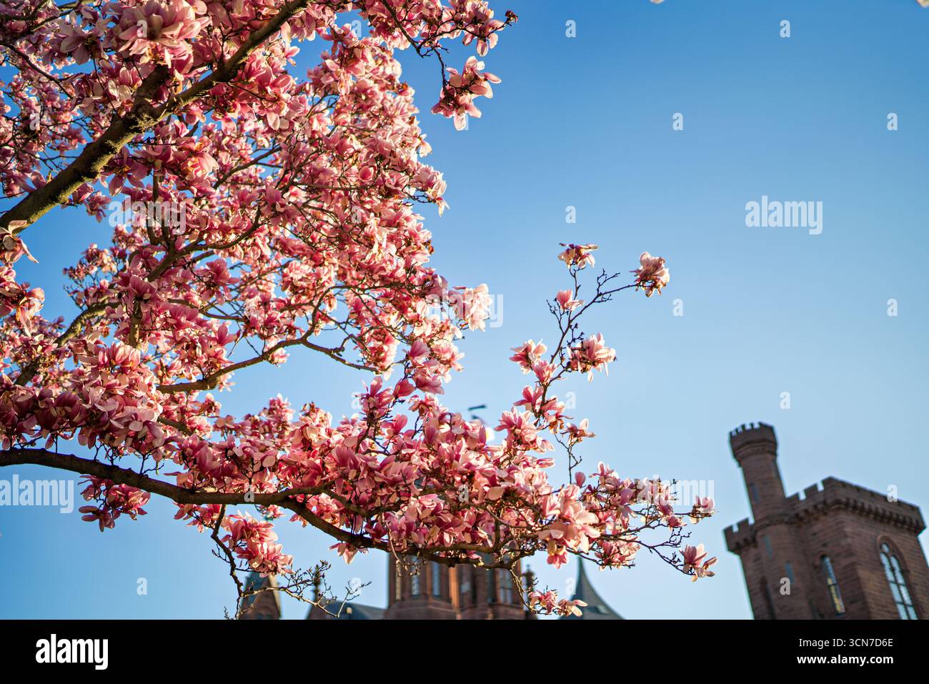 Piattino Magnolias Enid A Haupt Garden Washington DC Stati Uniti // WASHINGTON DC — Saucer Magnolias (Magnolia x soulangeana) fioriscono nel Enid A. Haupt Garden, situato di fronte al Castello Smithsonian. Il design vittoriano del giardino offre un ambiente formale per questi alberi ornamentali in fiore. Queste magnolie sono una caratteristica prominente della mostra floreale primaverile del giardino, che completa il suo paesaggio meticolosamente mantenuto. L'Enid A. Haupt Garden fa parte del complesso dello Smithsonian Institution a Washington DC. Foto Stock