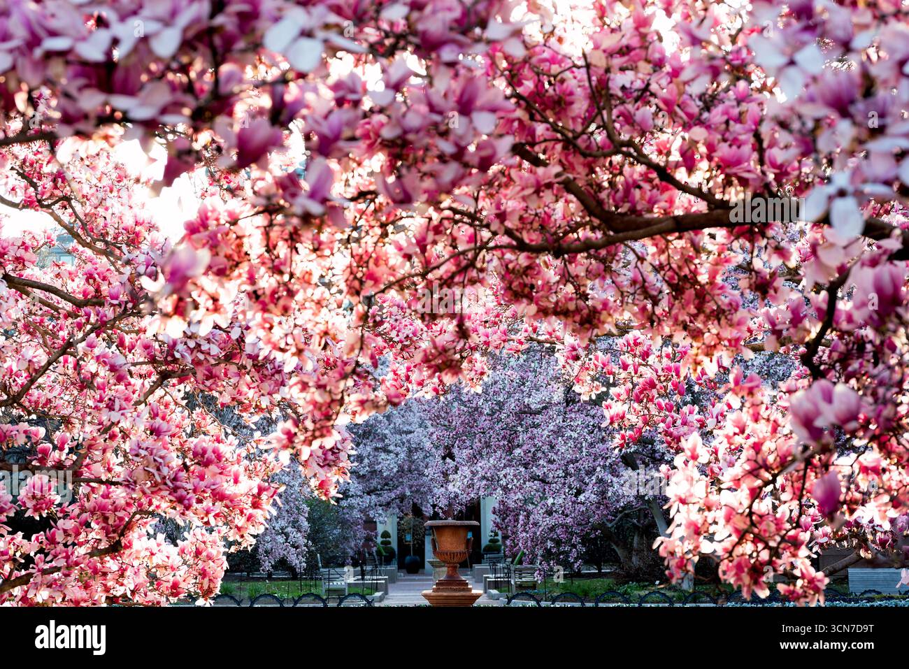 Piattino Magnolias Enid A Haupt Garden Washington DC Stati Uniti // WASHINGTON DC — Saucer Magnolias (Magnolia x soulangeana) fioriscono nel Enid A. Haupt Garden, situato di fronte al Castello Smithsonian. Questo giardino in stile vittoriano offre un ambiente formale per questi alberi ornamentali che contribuiscono alla vivace esposizione primaverile del giardino. Le magnolie completano il design paesaggistico curato del giardino. Foto Stock
