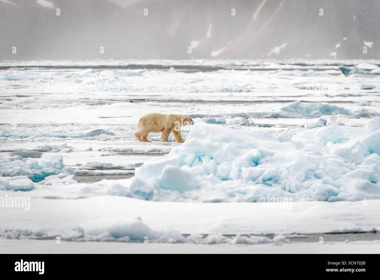 Polar Bear Walking on Ice Floes Sjuøyane Svalbard Norvegia // SVALBARD, Norvegia — Un orso polare cammina attraverso i banchi di ghiaccio nell'arcipelago di Sjuøyane, parte dell'arcipelago delle Svalbard nell'Oceano Artico. Gli orsi polari (Ursus maritimus) sono i più grandi carnivori terrestri e si trovano nella regione artica. Sjuøyane si trova nella parte più settentrionale delle Svalbard ed è conosciuta per i suoi spettacolari paesaggi ghiacciati. La regione è un habitat importante per la fauna selvatica artica, tra cui orsi polari, trichechi e vari uccelli marini. Foto Stock