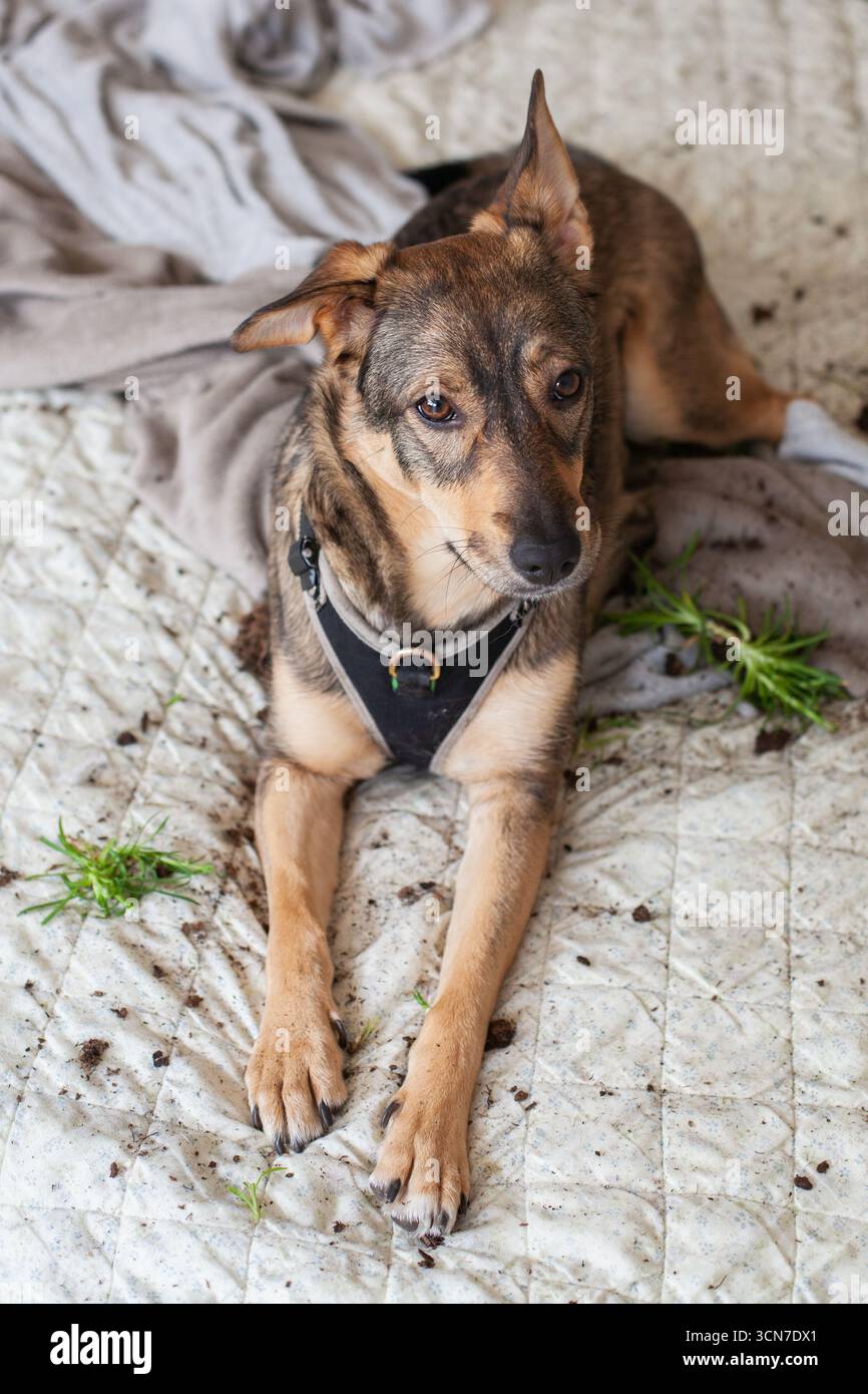 Un cane da compagnia giace su un letto ricoperto di terra e residui di piante. Il curioso comportamento del cane ha causato il disordine, portando a un momento casuale al chiuso. Lo scen Foto Stock Un cane da compagnia giace su un letto ricoperto di terra e residui di piante. Il curioso comportamento del cane ha causato il disordine, portando a un momento casuale al chiuso. Lo scen Foto Stock