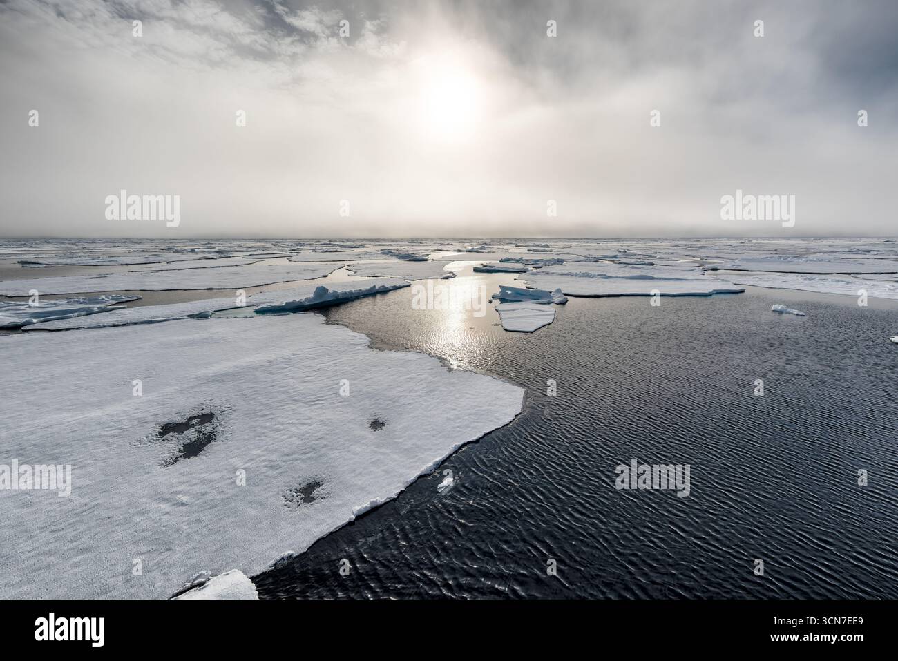 Sjuoyane sette isole Svalbard Oceano Artico Norvegia // SVALBARD E JAN MAYEN - l'Oceano Artico è visto con banchi di ghiaccio galleggianti e acqua aperta sotto un cielo nuvoloso. Il sole è diffuso dalle nuvole, che proiettano una luce soffusa sul paesaggio ghiacciato. L'immagine cattura la dura bellezza e l'ambiente remoto dell'arcipelago delle Svalbard, situato nell'Oceano Artico. Le Svalbard sono un arcipelago situato tra la Norvegia continentale e il Polo Nord. Foto Stock
