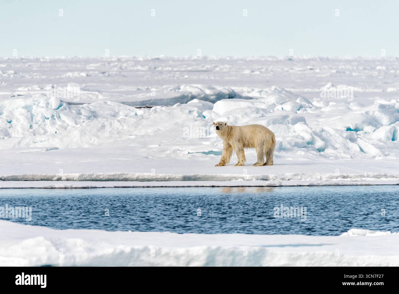 Polar Bear on Ice Floe Svalbard Artico // SVALBARD AND JAN MAYEN - Un orso polare si erge su un pavimento di ghiaccio nelle acque artiche al largo della costa delle Svalbard. Gli orsi polari (Ursus maritimus) sono i più grandi carnivori terrestri e si trovano nella regione artica. Sono predatori di apice, che si affidano al ghiaccio marino per cacciare le loro prede primarie, le foche. L'Artico sta subendo rapidi cambiamenti ambientali, tra cui lo scioglimento del ghiaccio marino, che rappresenta una minaccia significativa per le popolazioni di orsi polari. Le Svalbard, un arcipelago norvegese, sono famose per i suoi paesaggi artici e l'abbondante fauna selvatica. Foto Stock