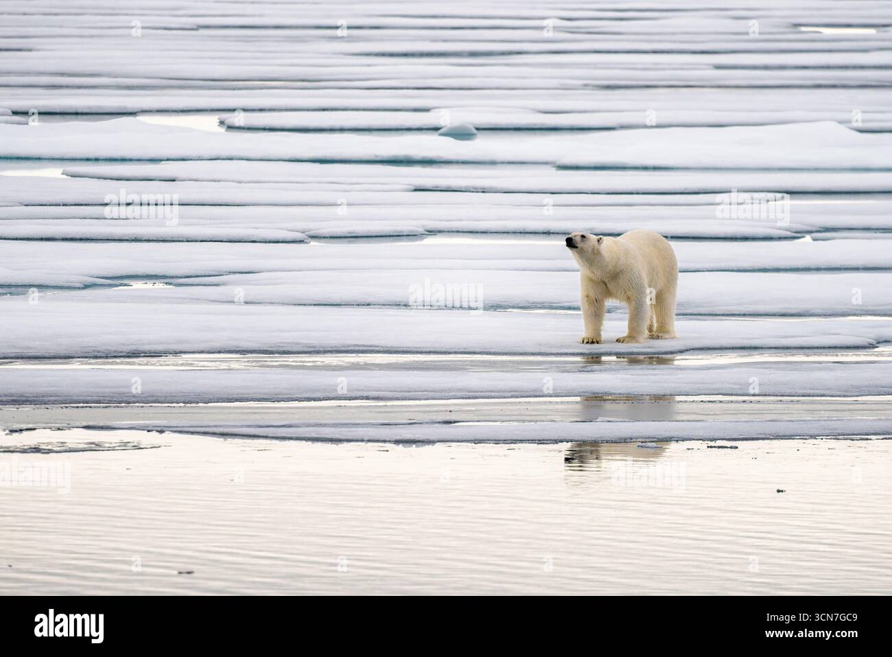Orso polare su una banchisa Nordaustlandet Svalbard Norvegia | NORDAUSTLANDET, Svalbard — Un orso polare si trova su una banchisa fratturata al largo della costa di Nordaustlandet, il suo riflesso si specchia nell’acqua immobile sottostante. Questa costa sud-orientale, vicino a Klerckbukta, si trova all’interno della Riserva Naturale di Nordaust-Svalbard, la cui banchisa estiva in ritirata forma un terreno di caccia fondamentale per gli orsi che inseguono foche annulate e foche barbate. Foto Stock