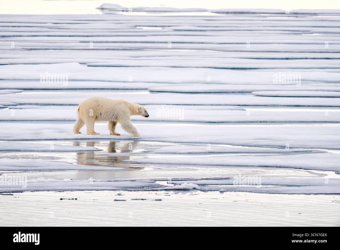 Orso polare su ghiaccio marino Nordaustlandet Svalbard Norvegia | NORDAUSTLANDET, Svalbard — Un orso polare cammina su una lastra di ghiaccio marino a Klerckbukta, sulla costa sud-orientale di Nordaustlandet, circa a metà strada tra la terraferma norvegese e il Polo Nord. Gli orsi polari (Ursus maritimus) sono predatori apicali e mammiferi marini che utilizzano lastre di ghiaccio come questa come piattaforme di caccia per le foche annellate e barbate che costituiscono il nucleo della loro dieta. Foto Stock