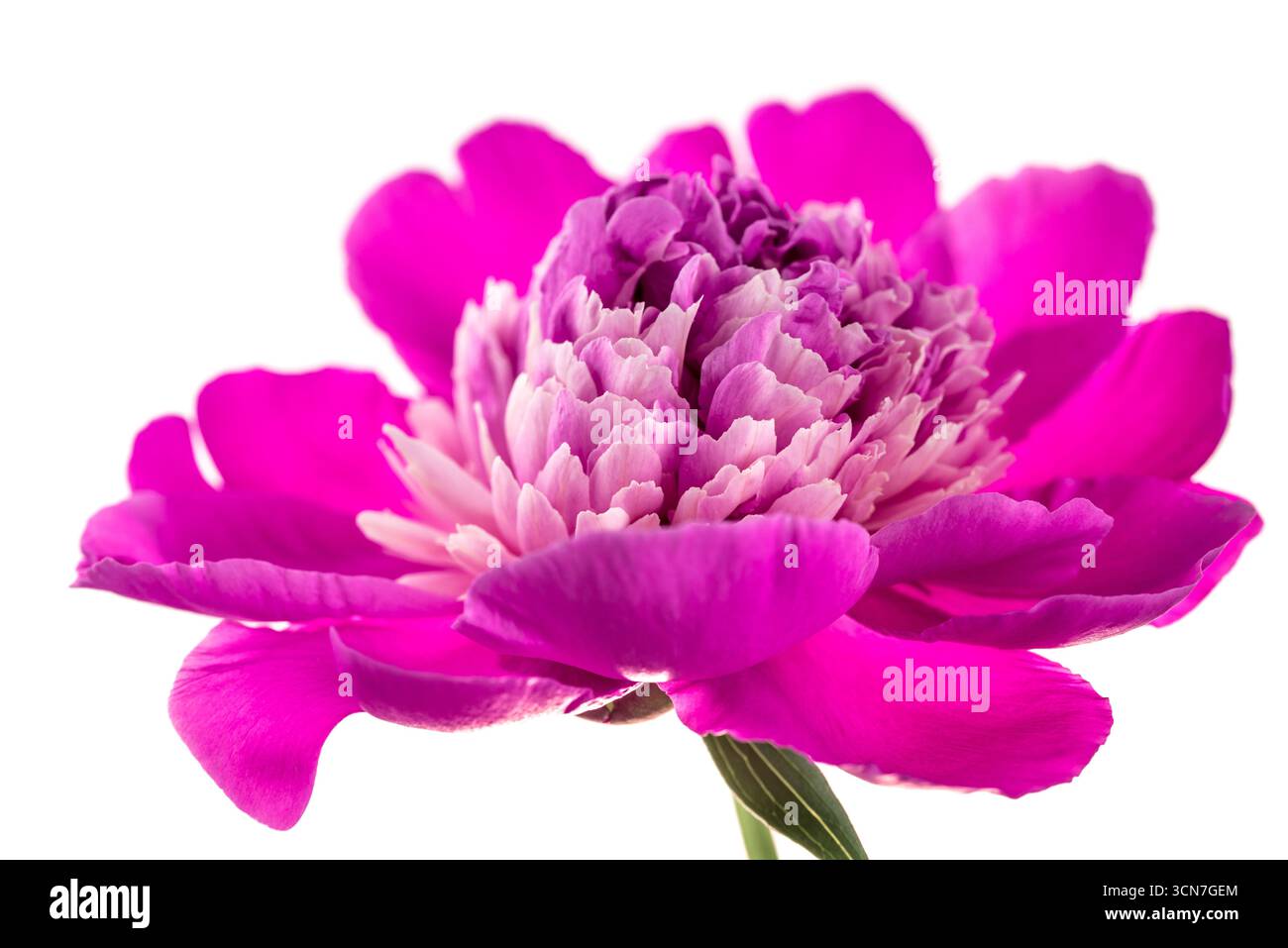 Un bellissimo fiore rosa con un centro bianco. Il fiore è il fuoco principale dell'immagine ed è circondato da uno sfondo bianco. Il fiore è in fu Foto Stock