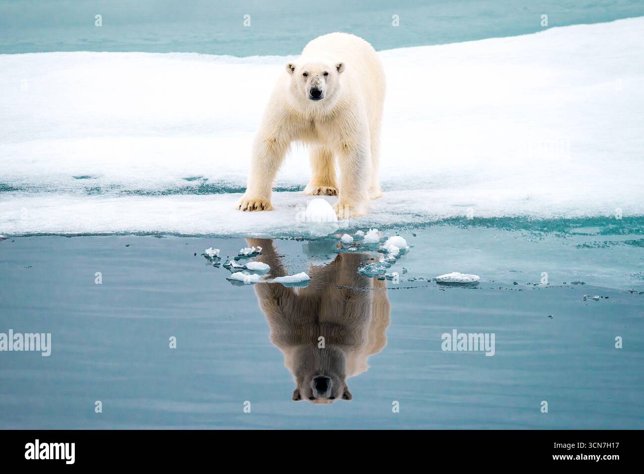 Orso polare sul ghiaccio Svalbard Artico // SVALBARD E JAN MAYEN — Un orso polare (Ursus maritimus) si trova su un pavimento di ghiaccio nelle acque artiche al largo di Nordaustlandet, Svalbard. Il riflesso dell'orso è visibile nella calma e blu acqua sottostante, circondata da piccoli frammenti di ghiaccio. Gli orsi polari sono predatori apici che abitano la regione artica, facendo affidamento pesantemente sul ghiaccio marino per la caccia alle foche, la loro principale fonte di cibo. L'arcipelago delle Svalbard è un habitat significativo per gli orsi polari, con i suoi vasti ghiacciai e le formazioni di ghiaccio marino. Foto Stock