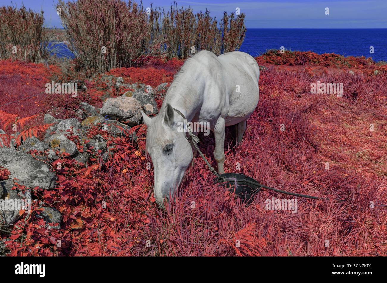 Un cavallo bianco pascolava in un campo verde vicino alla costa di la Guarda, Galizia, Spagna. Immagine a infrarossi Foto Stock