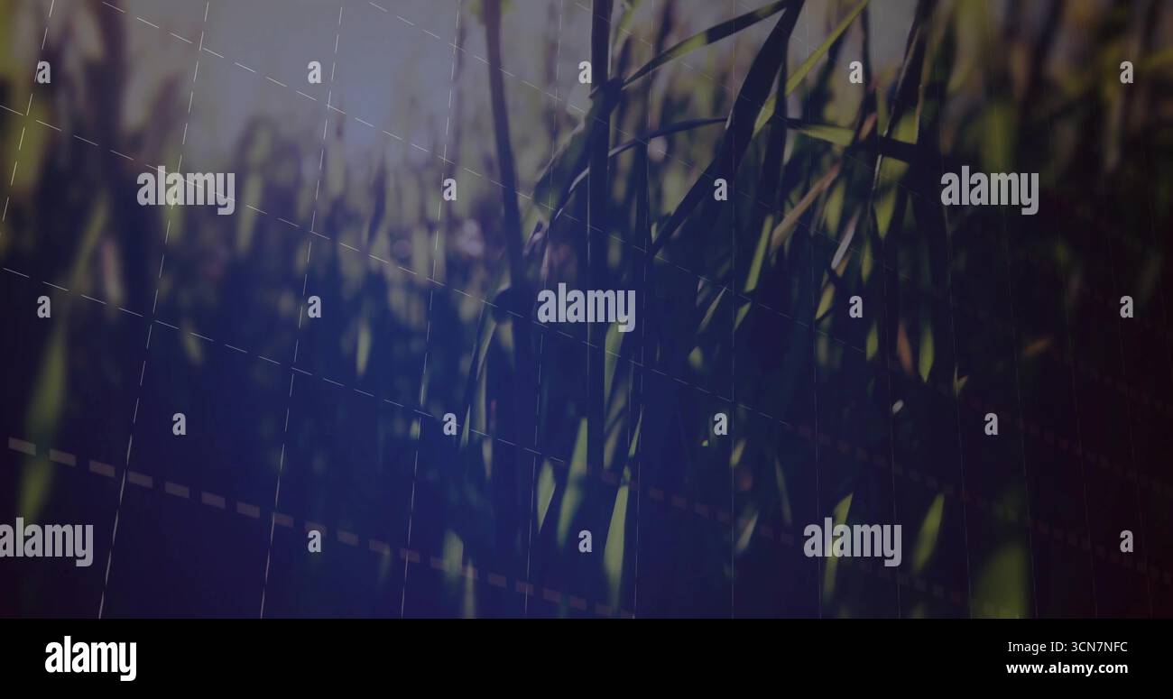 Cattura le lame d'erba che brillano in luce diffusa nei prati, con griglia tratteggiata traslucida sovrapposta Foto Stock