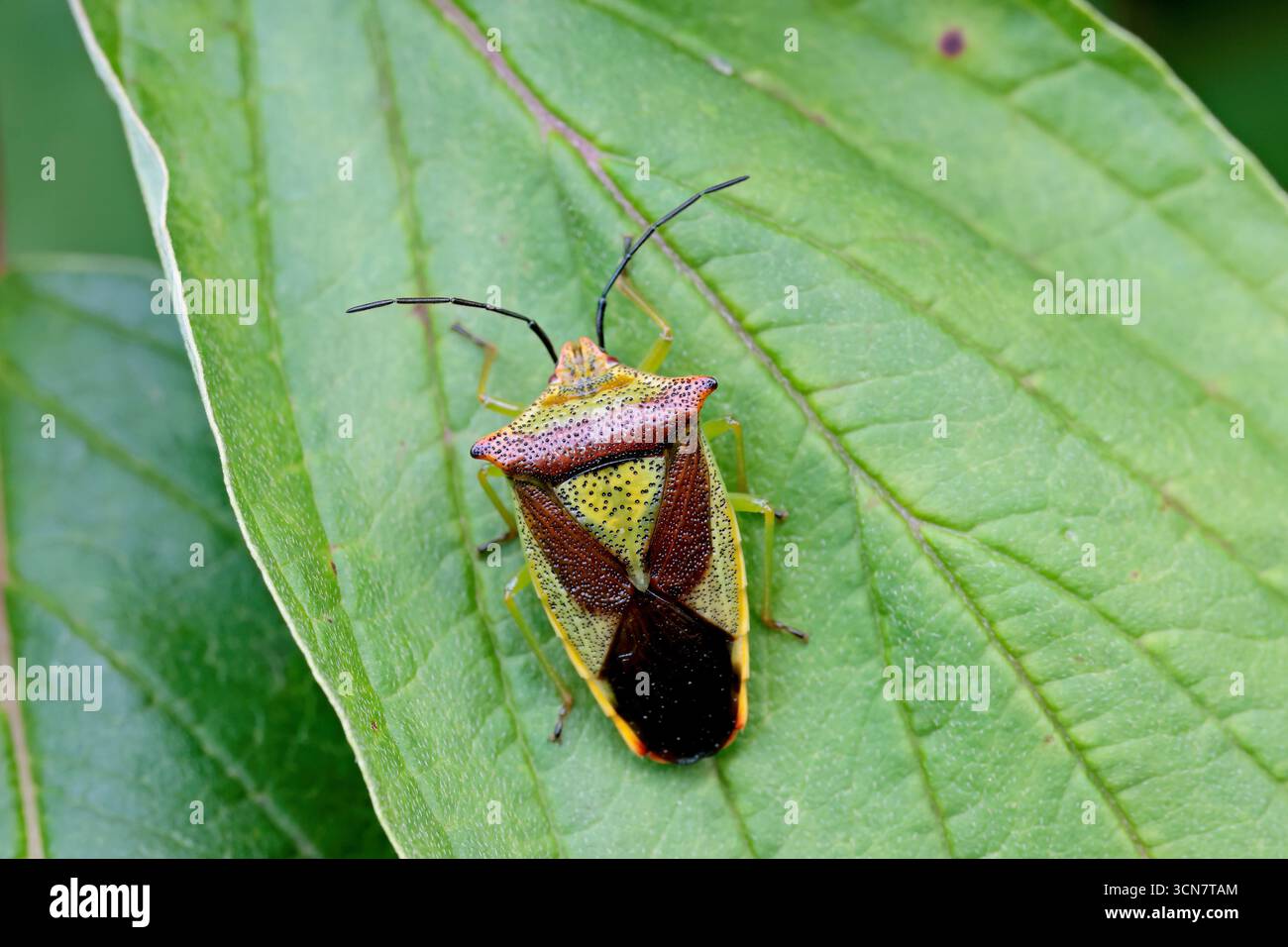Insetto adulto dello scudo del biancospino su una foglia Foto Stock