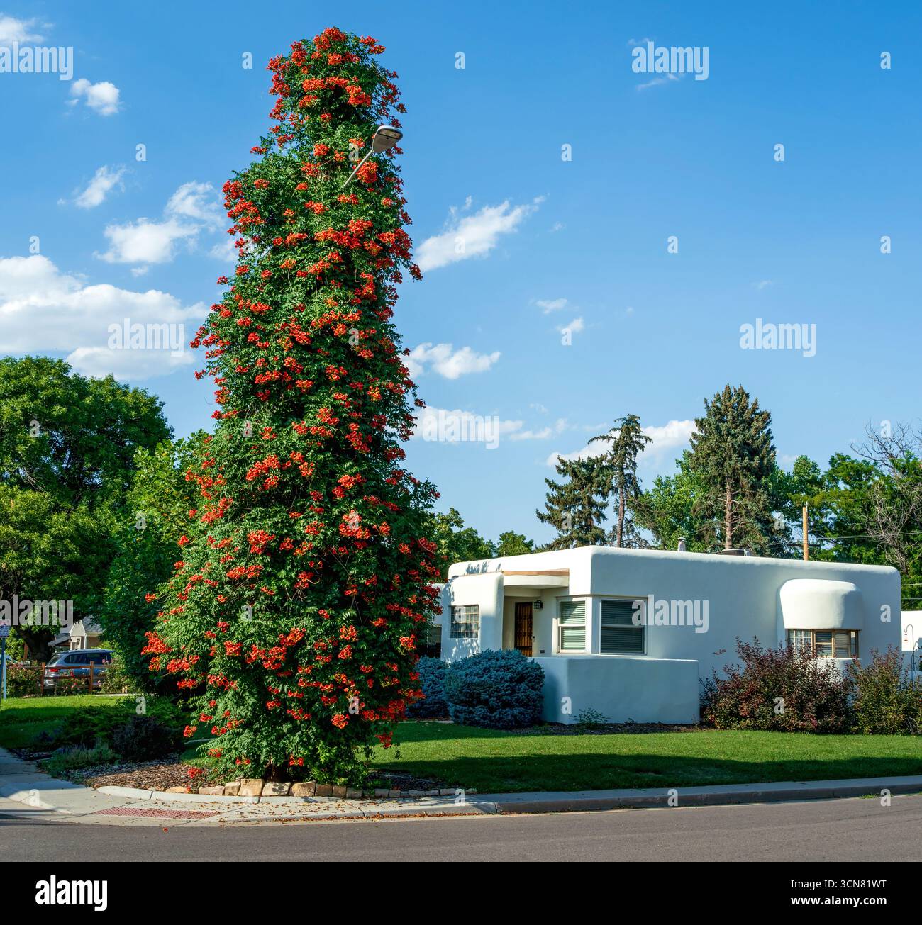 Una fiorente pianta di Trumpet Vine, lussureggiante e bella, che è cresciuta in modo significativo in altezza su un lampione ad angolo. Foto Stock