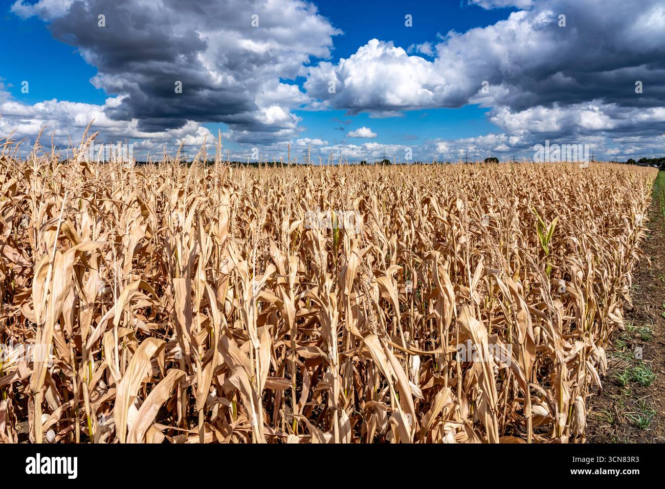 Il campo di mais si è seccato e solo pannocchie di mais a bassa crescita, a causa della siccità estiva, ad est di Weisweiler, Renania settentrionale-Vestfalia, Germania Foto Stock