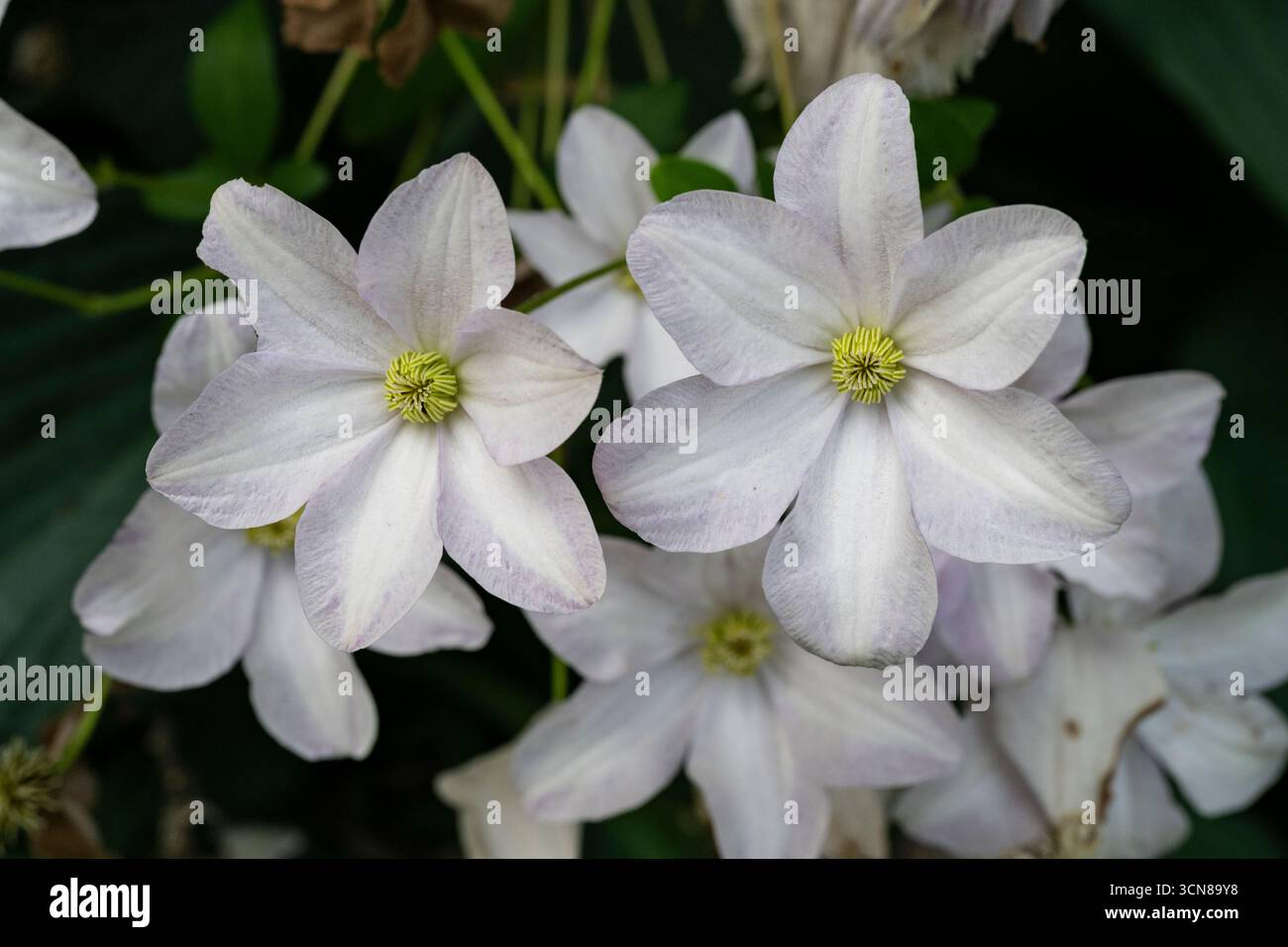 Clematis, bianco, fioritura libera, vite, coltivazione nel giardino di cottage Foto Stock