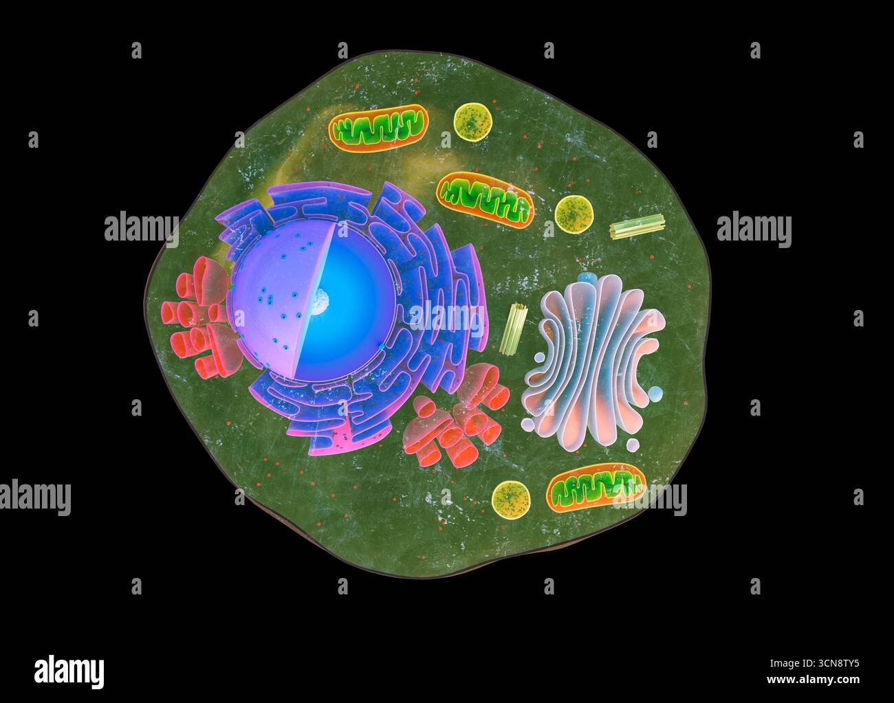 Sezione della cellula eucariotica animale Foto Stock