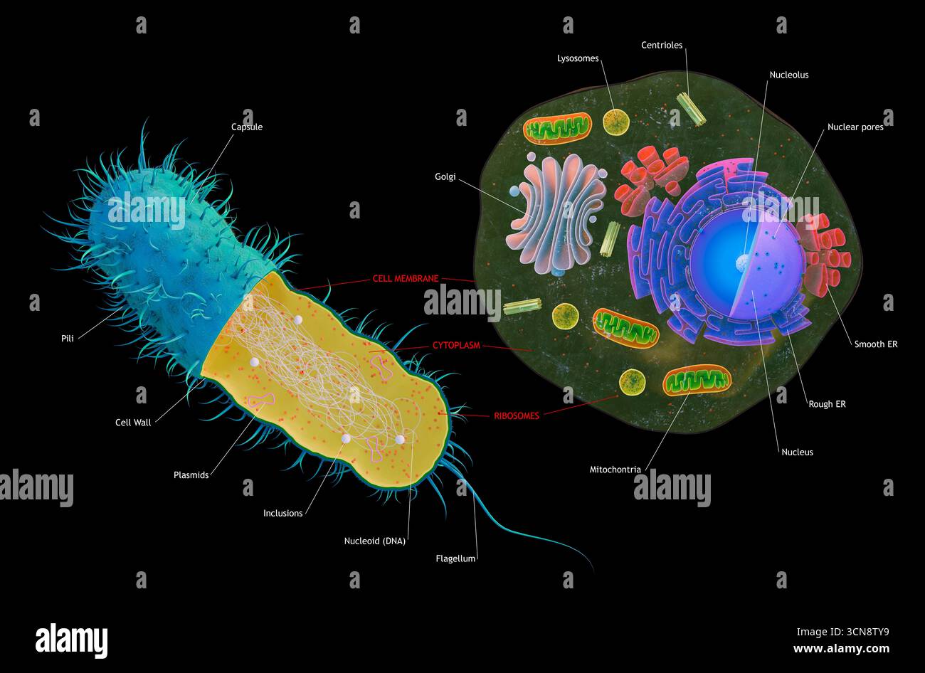Illustrazione che mostra le caratteristiche principali della cellula procariotica (sinistra) e di una eucariotica. I procarioti includono batteri e archea, mentre gli eucarioti definiscono tutto il resto (animali, piante, funghi e protisti). Una tipica cellula eucariotica è circa dieci volte più grande di quella procariotica molto più antica. Entrambi contengono DNA, ribosomi, una membrana cellulare e citoplasma. Ma a parte questo, le loro strutture sono diverse. Le forme di vita procariotiche sono sempre monocellulari (ad esempio batteri), ma gli eucarioti sono multicellulari, con le cellule che si combinano per formare strutture molto più grandi e complesse. Foto Stock