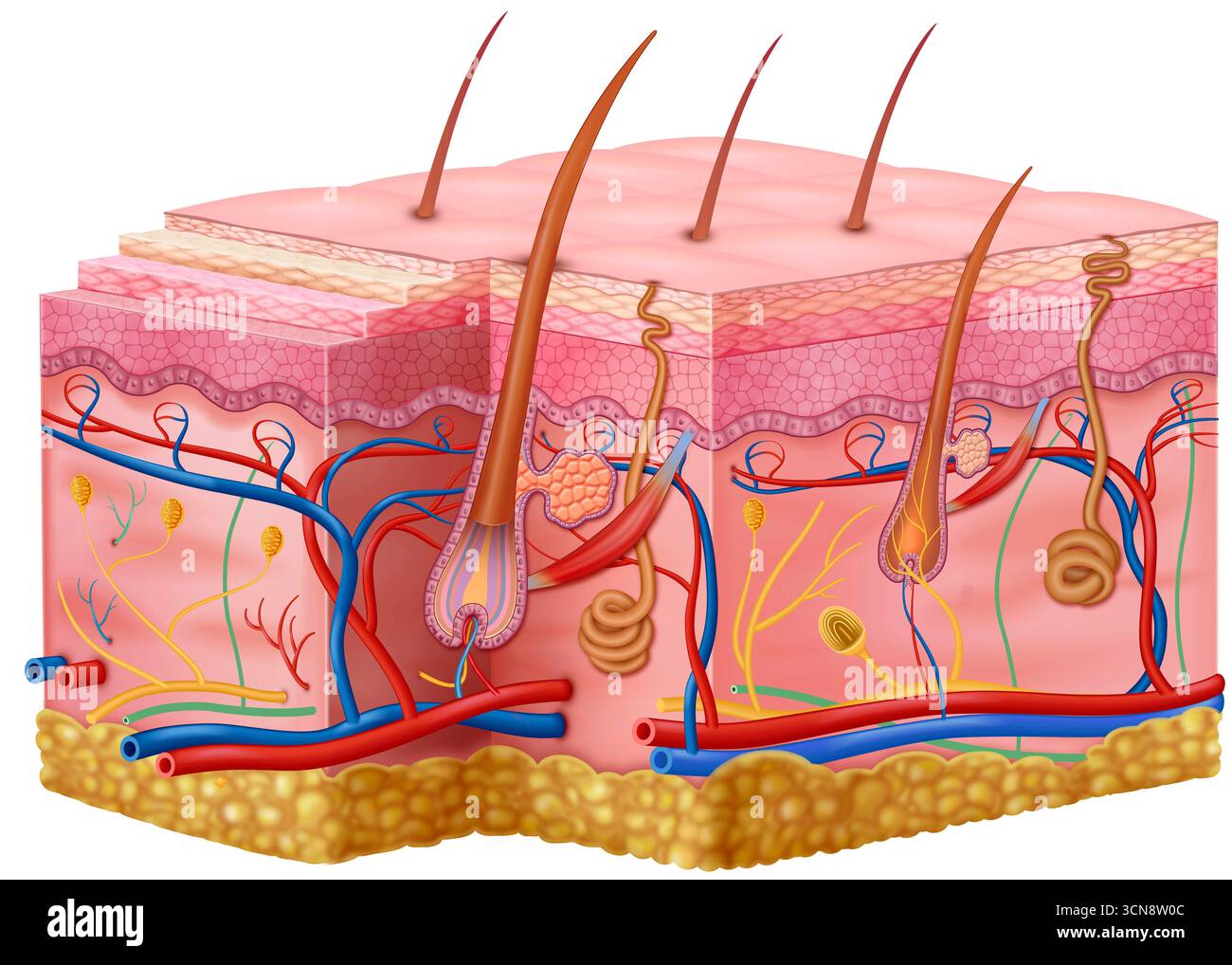 Illustrazione della pelle umana che mostra l'epidermide, il derma e l'ipodermide. Sono inoltre mostrati i fusti di capelli, i follicoli piliferi, le ghiandole sebacee, i vasi linfatici, i nervi, tessuto adiposo, vene, arterie e ghiandole sudoranti. Foto Stock