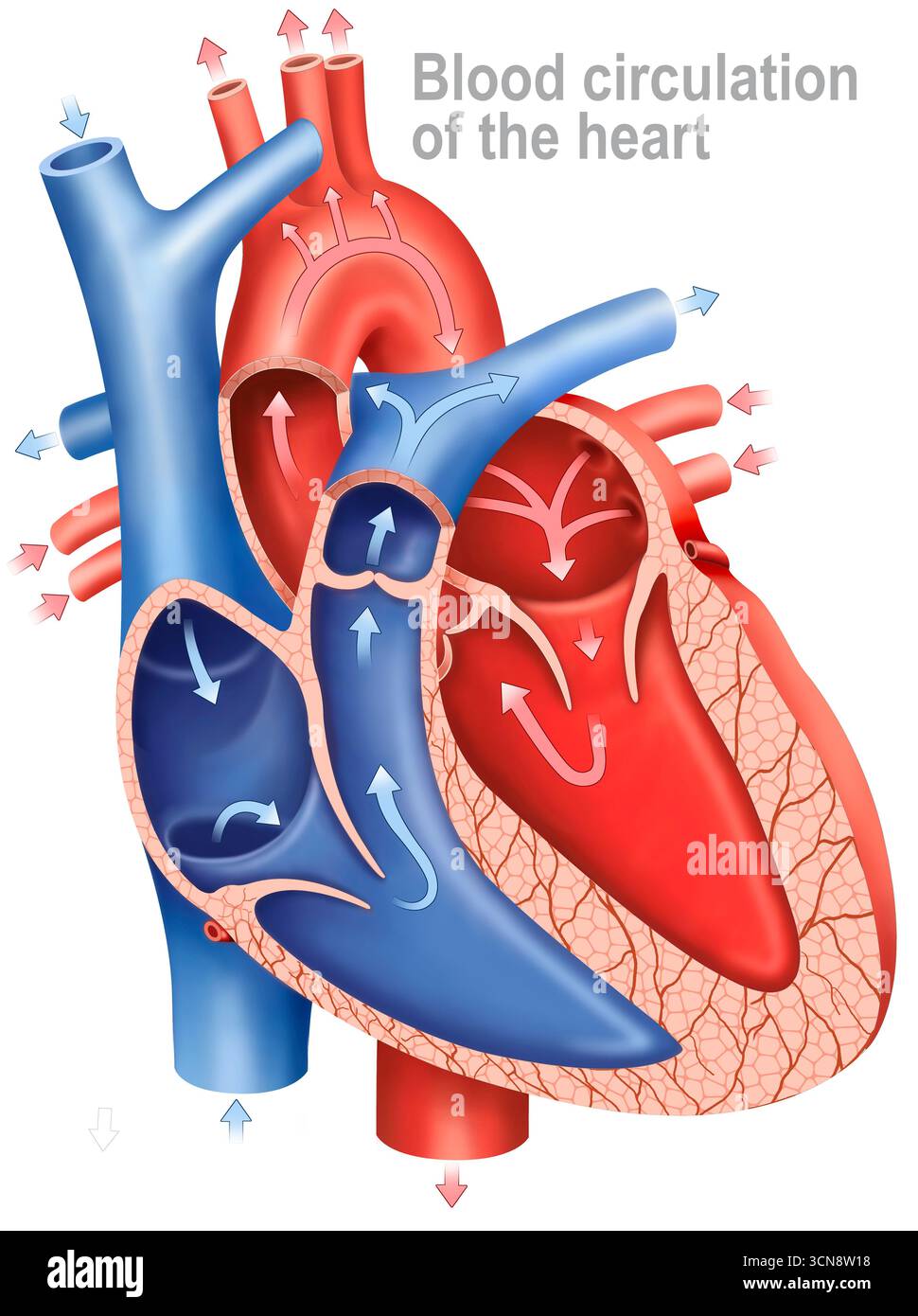 Illustrazione della circolazione sanguigna del cuore. Il flusso di sangue deossigenato va dalle vene cavae all'atrio destro e passa attraverso la valvola tricuspide fino al ventricolo destro. Il sangue ossigenato scorre verso i polmoni attraverso l'arteria polmonare. Ritorna quindi al cuore attraverso le vene polmonari, entra nell'atrio sinistro e viene pompato al corpo attraverso l'aorta. Foto Stock