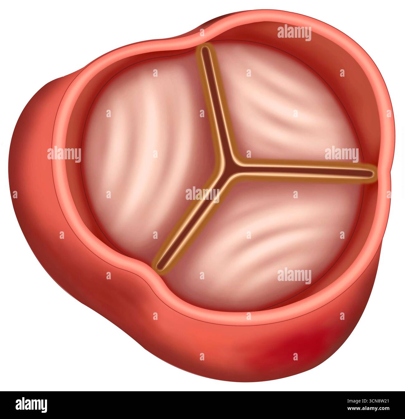 Immagine dell'anatomia della valvola aortica chiusa. La valvola aortica, situata tra il ventricolo sinistro del cuore e l'aorta, regola il flusso sanguigno verso il corpo. Si apre durante la sistole per consentire al sangue ossigenato di fluire nell'aorta e la valvola aortica viene chiusa durante la diastole per evitare il riflusso. Foto Stock