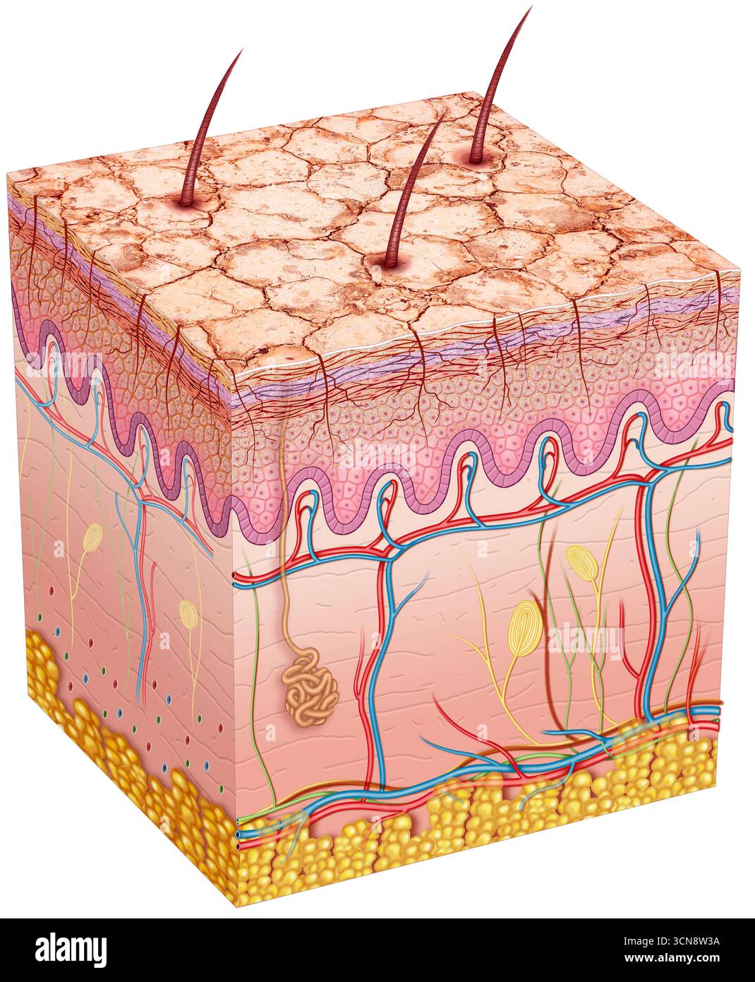 Illustrazione della pelle secca causata dalla sindrome di Sjogren. Questa malattia autoimmune colpisce le ghiandole che producono lacrime e saliva, ma può anche influenzare altre parti del corpo. Oltre alla pelle secca, questa sindrome è caratterizzata da occhi secchi, bocca, labbra, dolori articolari, affaticamento e, in alcuni casi, eruzioni cutanee. Foto Stock