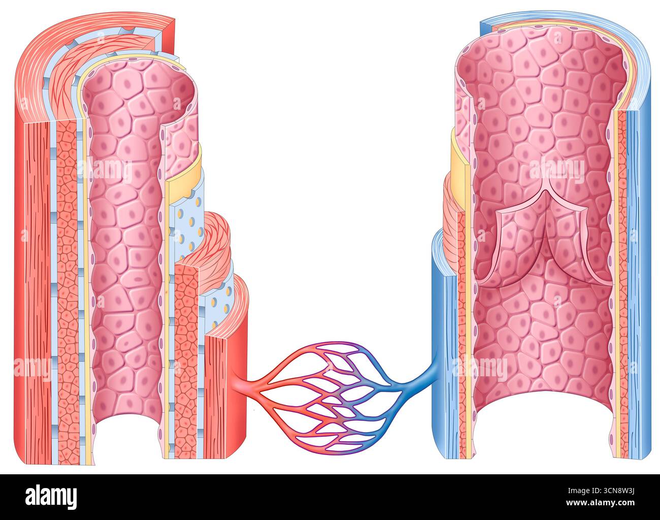 Strati di vene e arterie, illustrazione. Le arterie e le vene sono vasi sanguigni che fanno parte del sistema circolatorio. Le arterie trasportano sangue ricco di ossigeno dal cuore ai tessuti, mentre le vene restituiscono sangue deossigenato al cuore. I loro strati includono endotelio, muscolo liscio e tessuto connettivo, essenziali per il sistema circolatorio. I capillari sono vasi sanguigni più piccoli e più sottili che collegano arterie e vene. Foto Stock