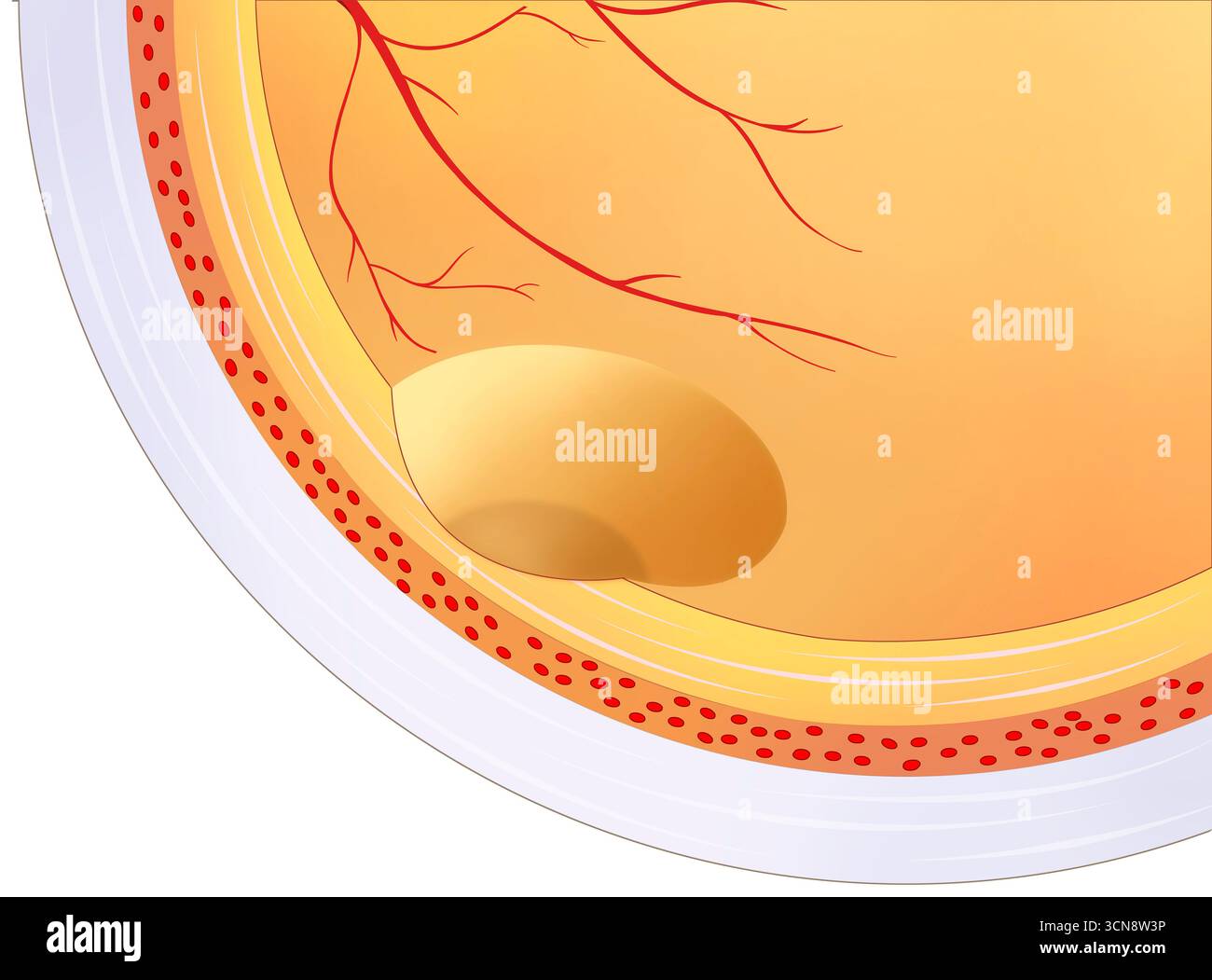 Illustrazione della macula e della fovea che mostra le strutture chiave della retina responsabili della visione centrale e dettagliata. La macula è una regione giallastra al centro della retina che consente un'elevata acuità visiva. Al centro si trova la fovea, dove i coni sono densamente compatti, fornendo la massima precisione nella percezione dei colori e dei dettagli. Foto Stock
