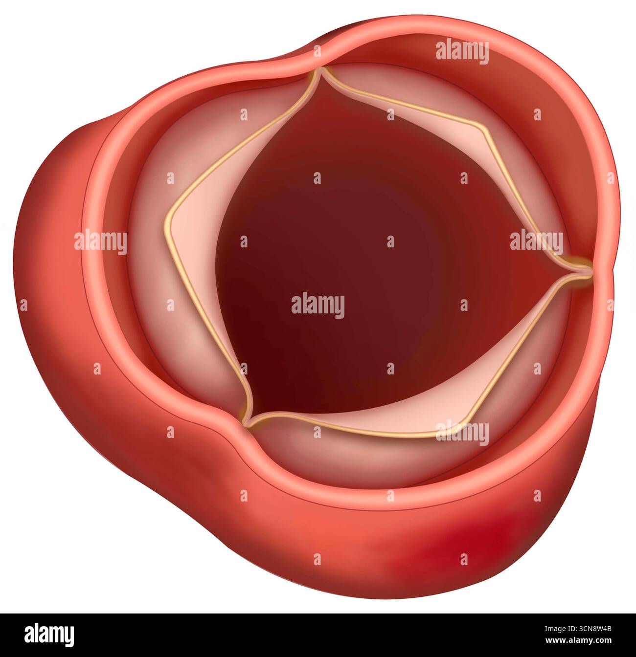Immagine dell'anatomia della valvola aortica chiusa. Questa valvola aortica, situata tra il ventricolo sinistro del cuore e l'aorta, regola il flusso sanguigno al corpo. Si apre durante la sistole per consentire al sangue ossigenato di fluire nell'aorta e la valvola aortica viene chiusa durante la diastole per evitare il riflusso. Foto Stock