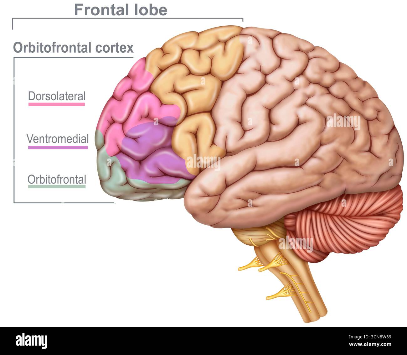 Illustrazione del lobo frontale, che comprende una serie di funzioni cognitive e motorie. È responsabile della pianificazione, dell'organizzazione, della risoluzione dei problemi, del controllo del movimento volontario, della memoria a breve termine, del ragionamento e del linguaggio. La corteccia prefrontale, in particolare, coordina queste funzioni esecutive, consentendo il processo decisionale. Foto Stock