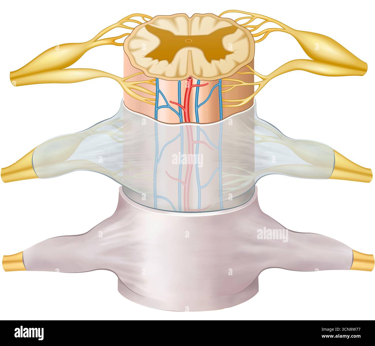 Illustrazione del midollo spinale che ne mostra l'organizzazione e la struttura, tra cui la materia grigia e bianca, le radici nervose e i nervi spinali. La sua funzione principale è la trasmissione dei segnali tra il cervello e il corpo, così come la coordinazione dei riflessi. Foto Stock