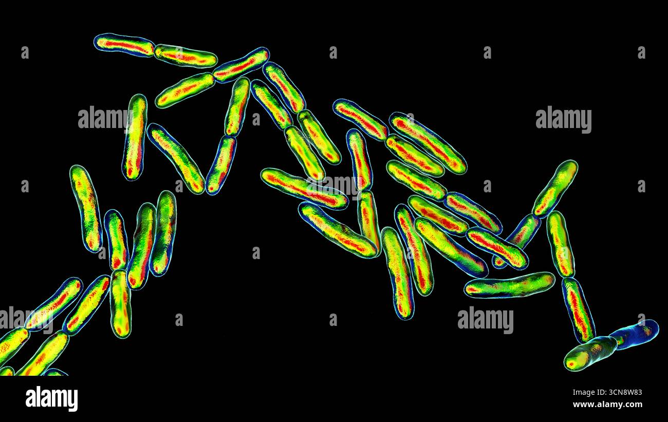 Batteri Bifidobacterium, illustrazione. Batteri anaerobici gram-positivi importanti per la salute intestinale, comunemente usati come probiotici e studiati per il loro ruolo nella prevenzione dei disturbi gastrointestinali. Foto Stock