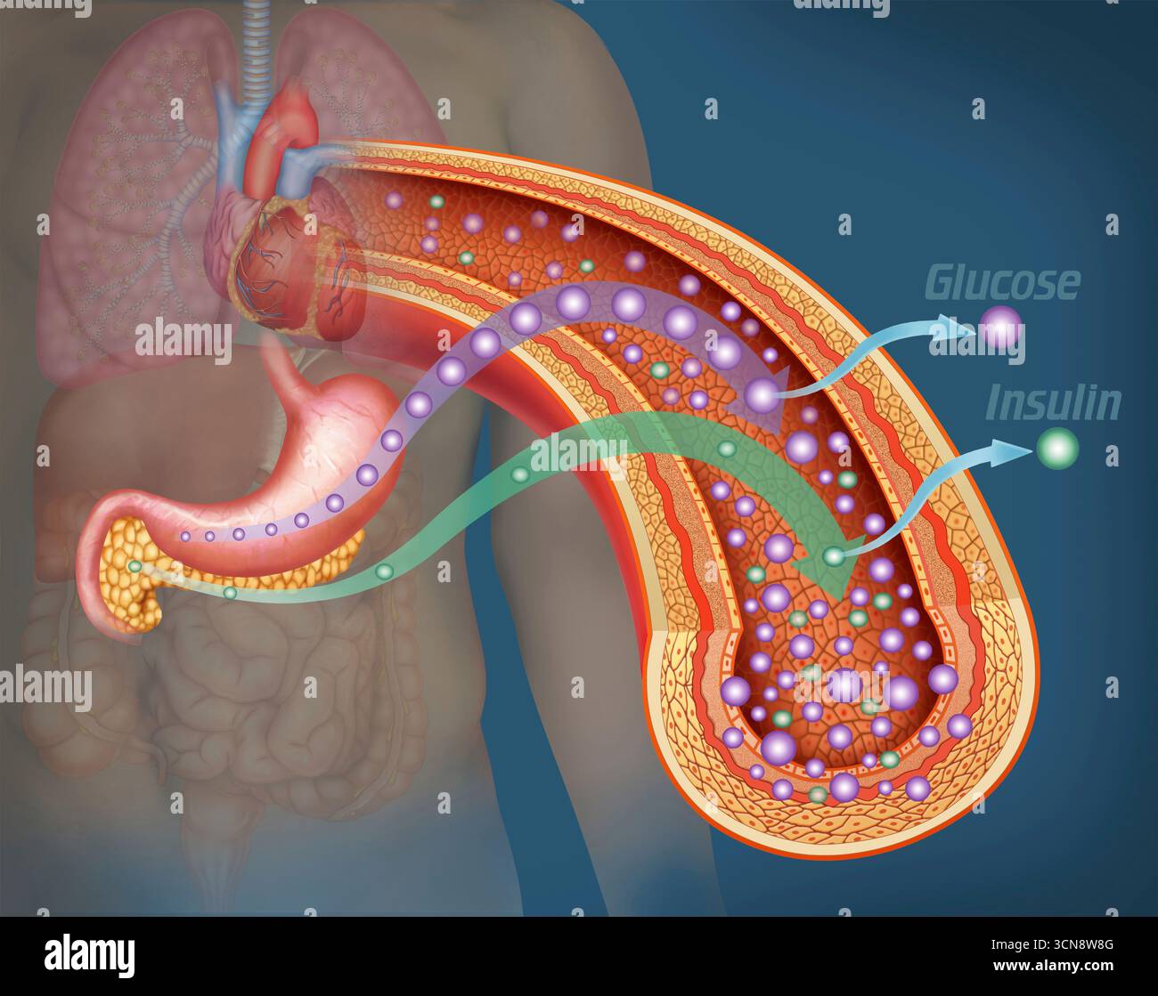 Illustrazione di un'arteria e del flusso sanguigno. C'è una carenza di insulina con un aumento del glucosio. Nel diabete di tipo 1, il sistema immunitario distrugge le cellule beta del pancreas. Con questa carenza di insulina, il glucosio non può entrare nelle cellule e si accumula nel sangue. Foto Stock