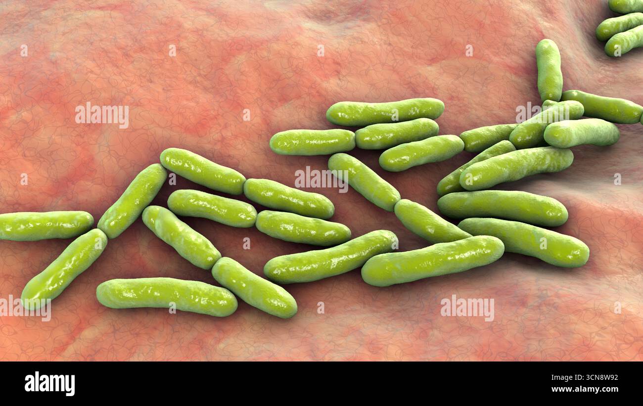 Batteri Bifidobacterium, illustrazione. Batteri anaerobici gram-positivi importanti per la salute intestinale, comunemente usati come probiotici e studiati per il loro ruolo nella prevenzione dei disturbi gastrointestinali. Foto Stock