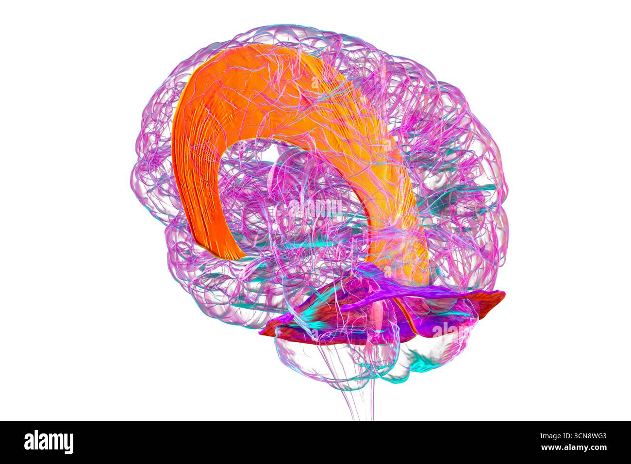 Illustrazione del cervello umano con evidenziati falx cerebri e tentorium cerebelli, pieghe durali principali che separano emisferi cerebrali e cervelletto per supporto strutturale e protezione. Foto Stock