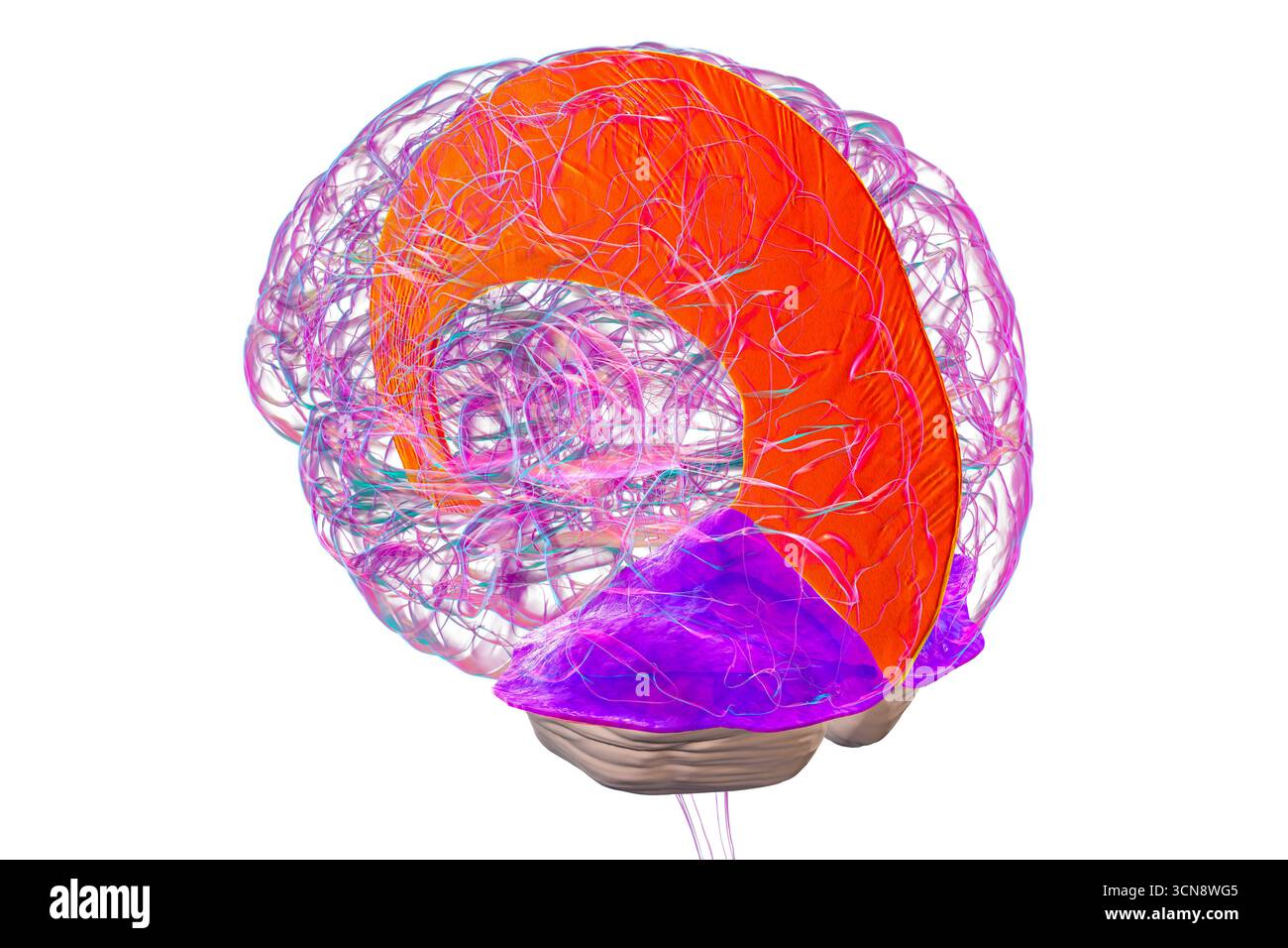 Illustrazione del cervello umano con evidenziati falx cerebri e tentorium cerebelli, pieghe durali principali che separano emisferi cerebrali e cervelletto per supporto strutturale e protezione. Foto Stock