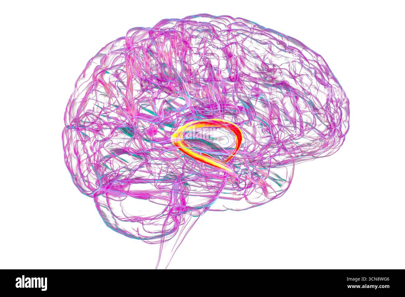 Illustrazione del cervello umano con il fornice cerebrale evidenziato (arancione) e la commissura del fornice (blu), che mostra l'elaborazione della memoria e la funzione del sistema limbico. Patologia collegata alla perdita di memoria. Foto Stock