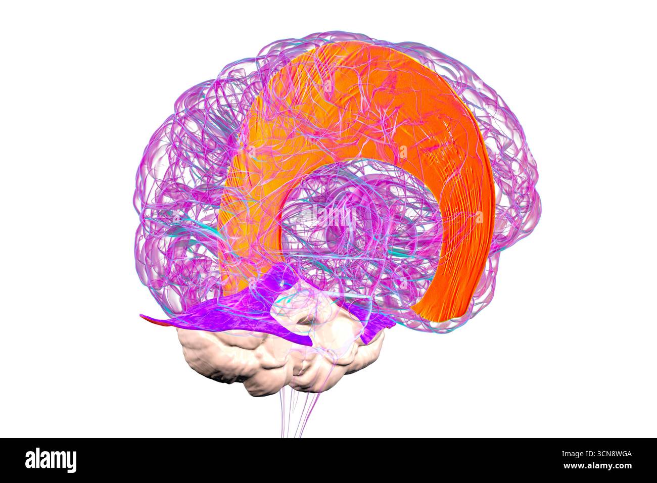 Illustrazione del cervello umano con evidenziati falx cerebri e tentorium cerebelli, pieghe durali principali che separano emisferi cerebrali e cervelletto per supporto strutturale e protezione. Foto Stock